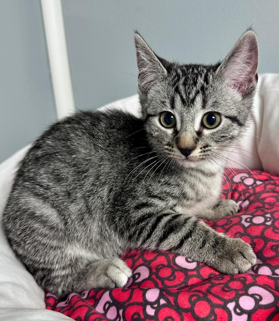 Enlarge Ava, a Adoptable mixed breed in Waynesville, MO image 1/1