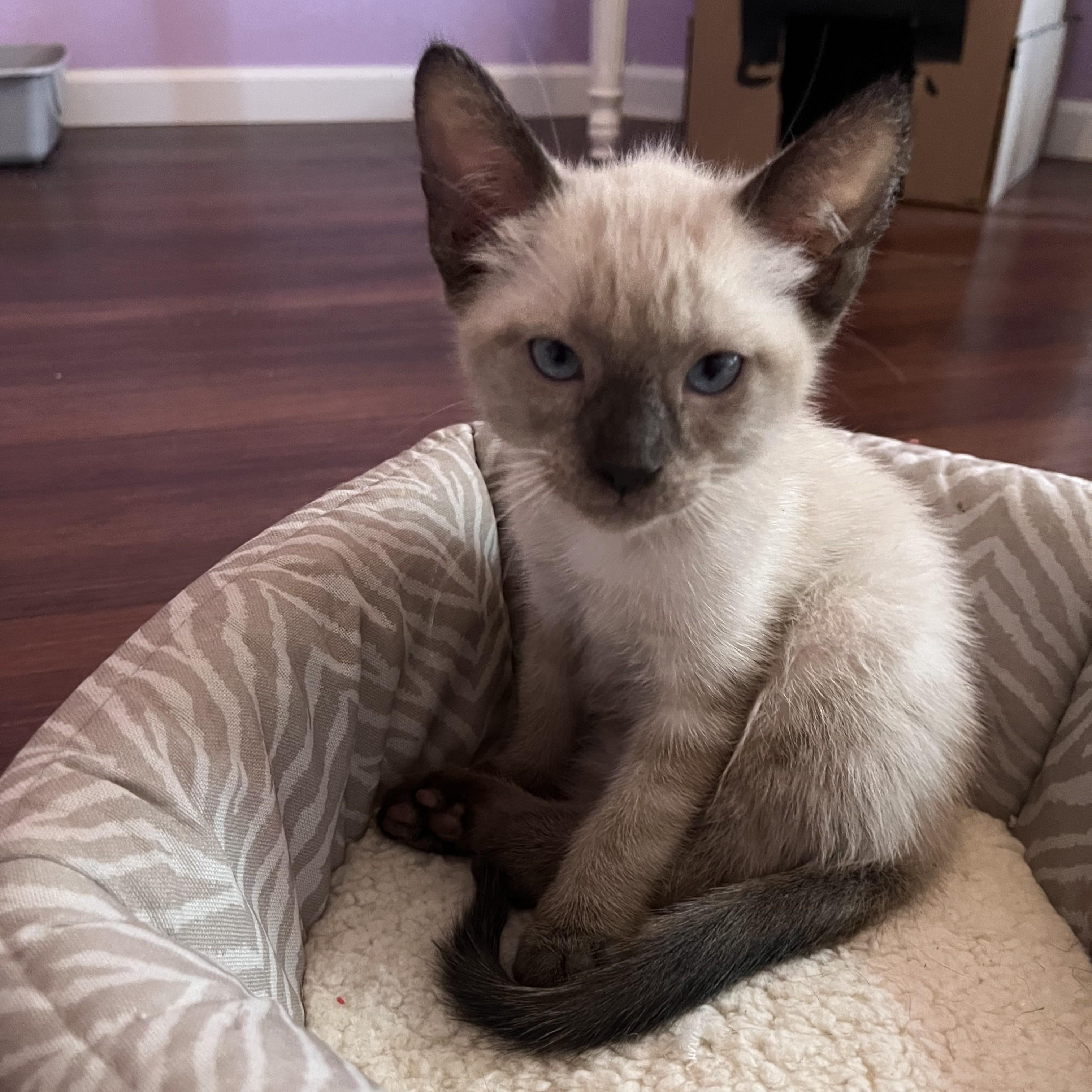 Enlarge Apple (Pre-Adoption ONLY), a Adoptable mixed breed in Allen, TX image 2/6
