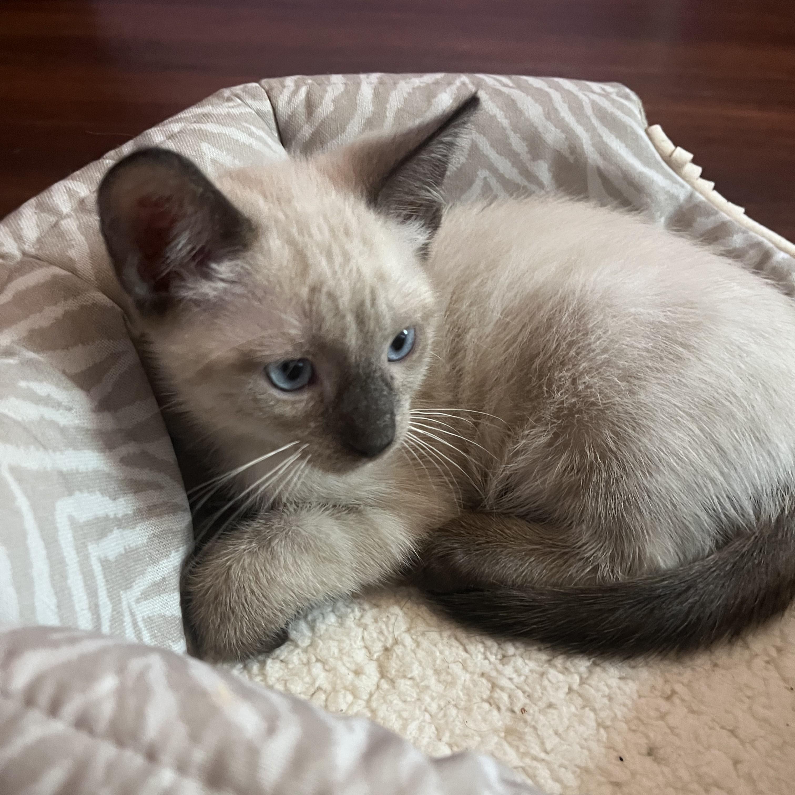 Enlarge Apple (Pre-Adoption ONLY), a Adoptable mixed breed in Allen, TX image 6/6