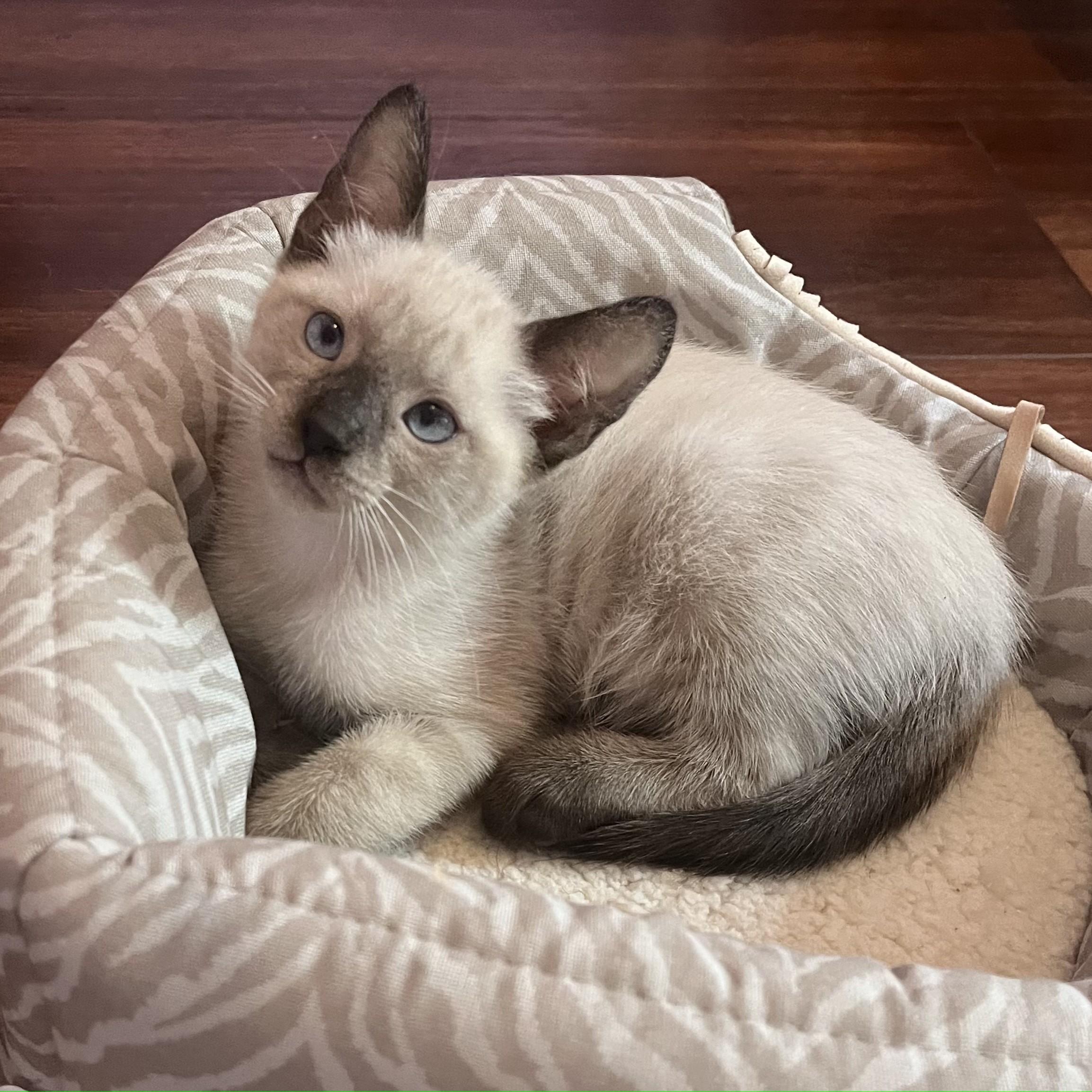 Enlarge Apple (Pre-Adoption ONLY), a Adoptable mixed breed in Allen, TX image 1/6