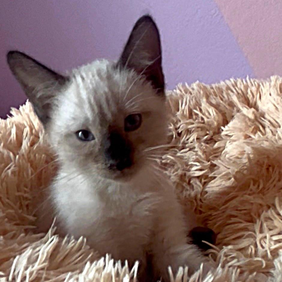Enlarge Apple (Pre-Adoption ONLY), a Adoptable mixed breed in Allen, TX image 4/6