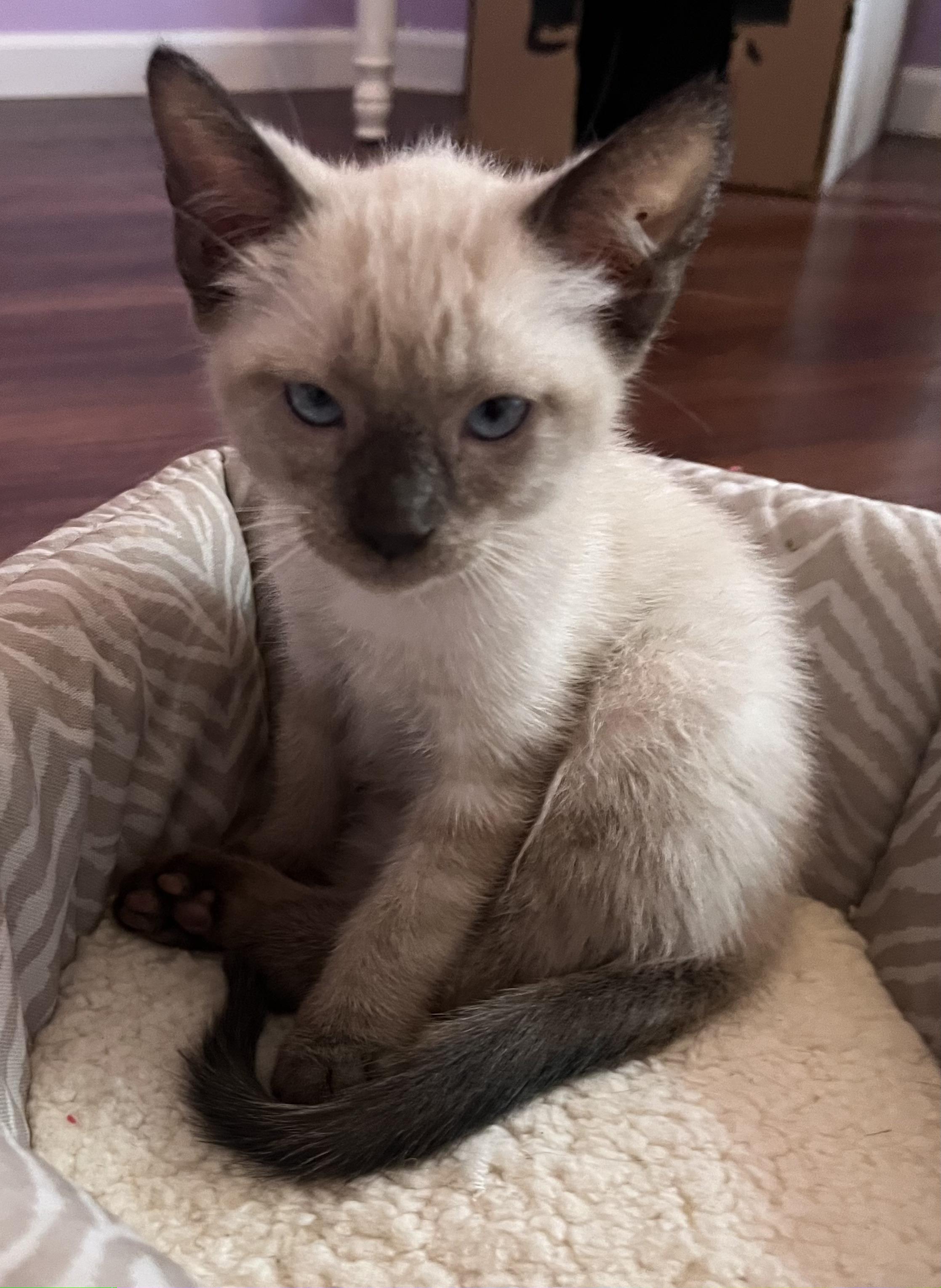 Enlarge Apple (Pre-Adoption ONLY), a Adoptable mixed breed in Allen, TX image 5/6