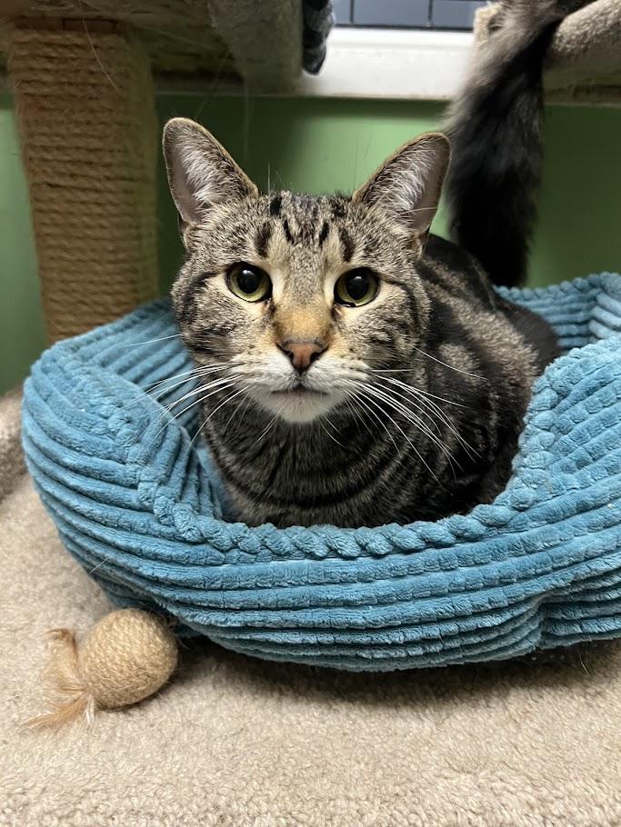 Enlarge Snoop, a Adoptable Domestic Short Hair in Chicago, IL image 1/2