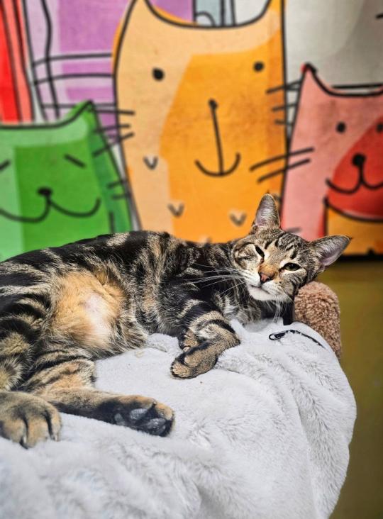 Enlarge Snoop, a Adoptable Domestic Short Hair in Chicago, IL image 2/2