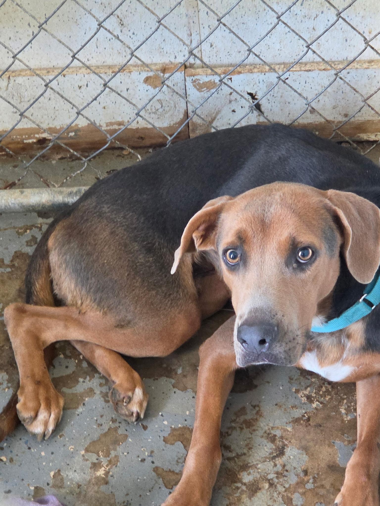 Enlarge Thurston, a ADOPTABLE mixed breed in Joliet, IL image 2/2
