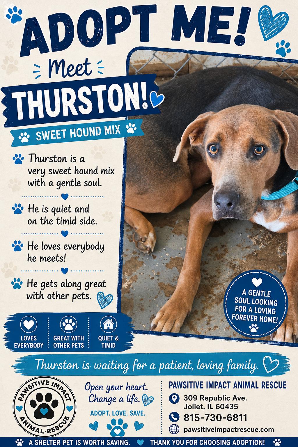 Thurston, ADOPTABLE, Young Male Hound.