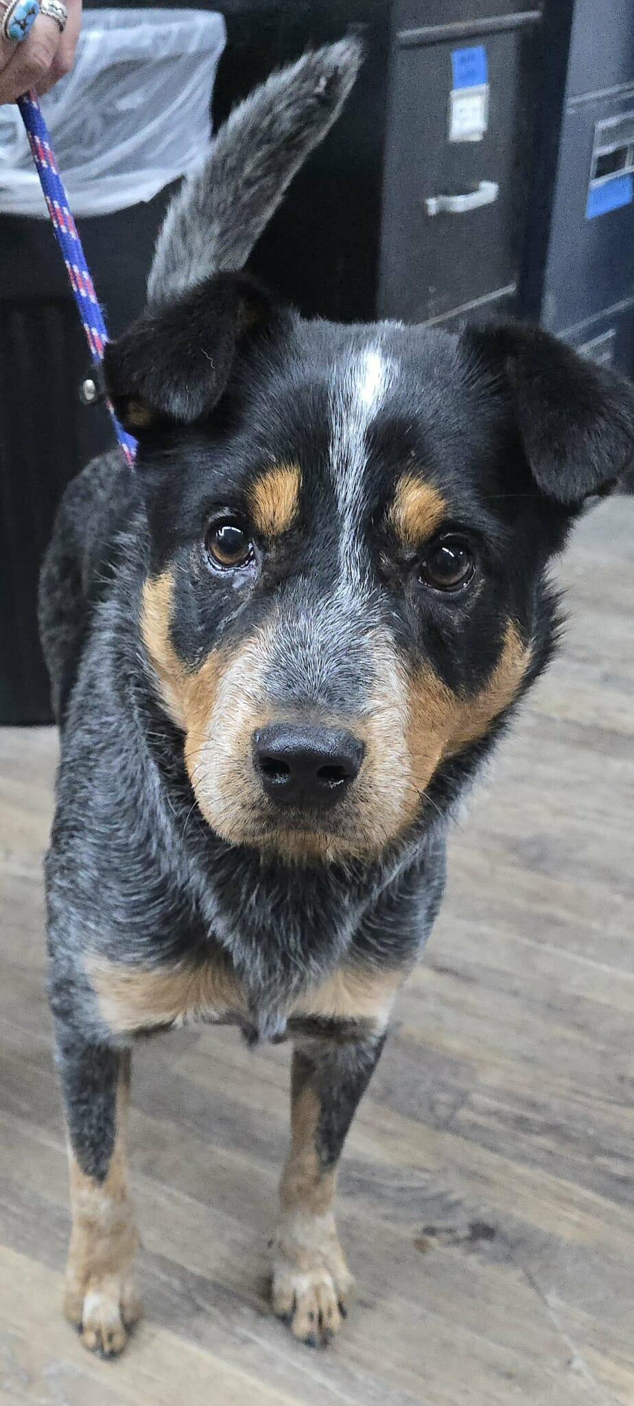 Enlarge Ralphie, a Adoptable mixed breed in Newport, TN image 5/6