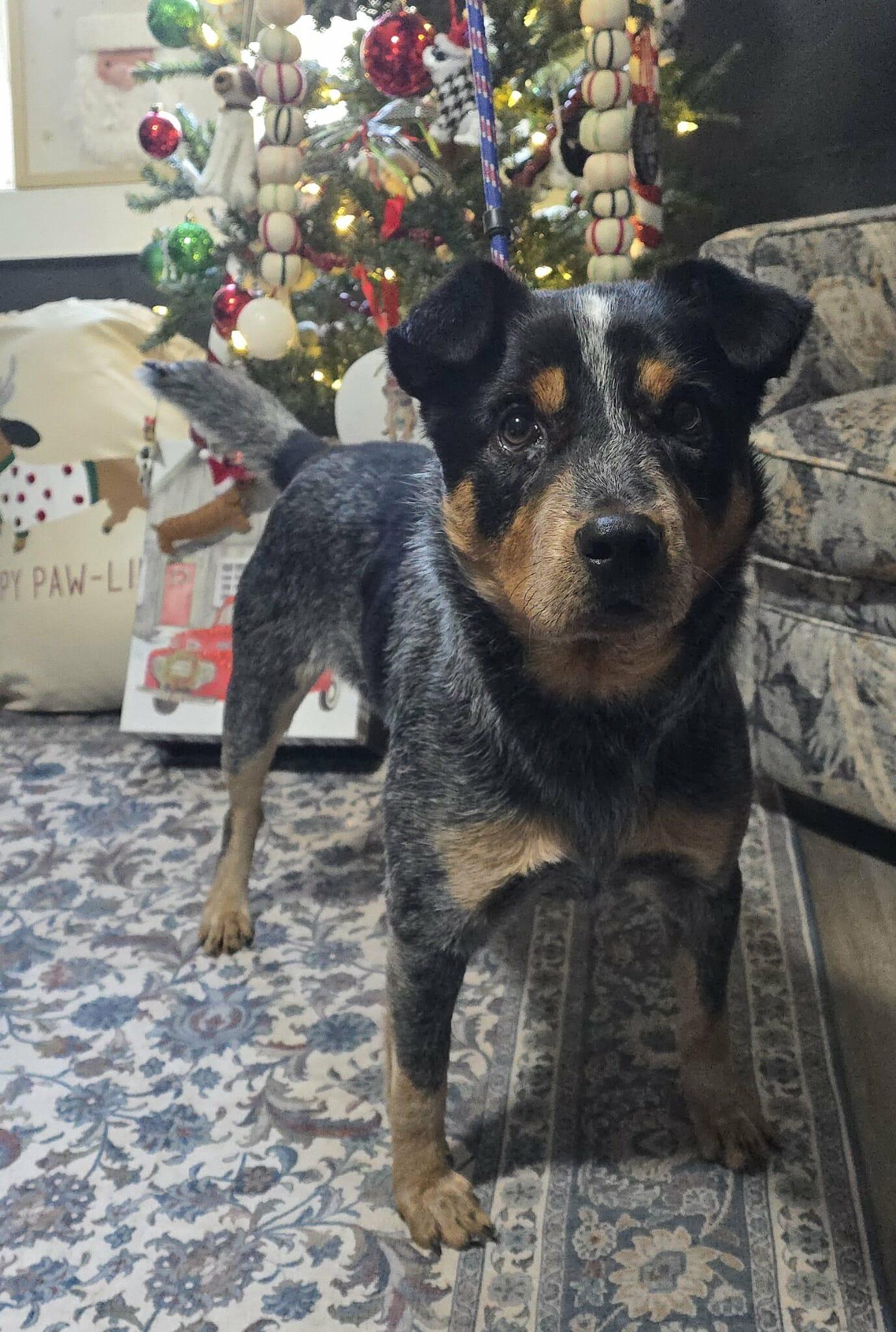 Enlarge Ralphie, a Adoptable mixed breed in Newport, TN image 6/6