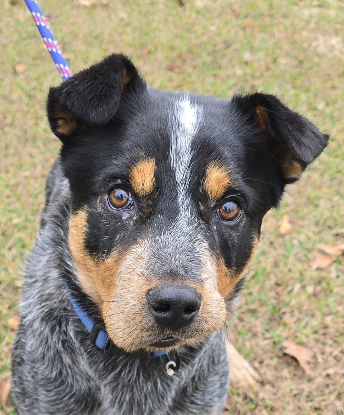 Enlarge Ralphie, a Adoptable mixed breed in Newport, TN image 1/6