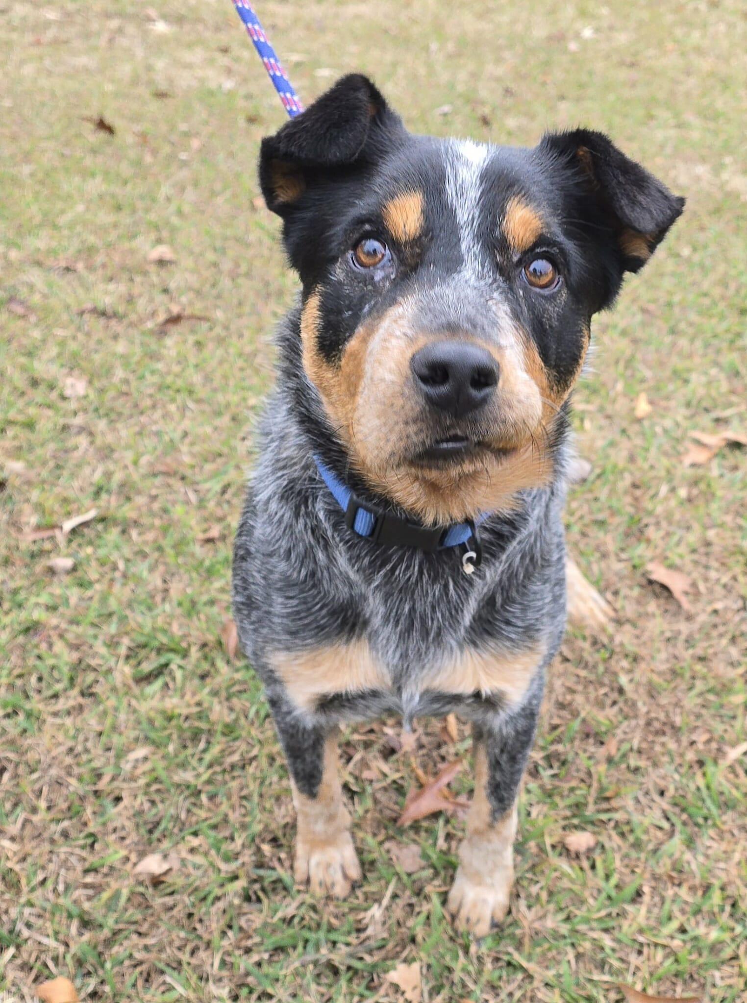 Enlarge Ralphie, a Adoptable mixed breed in Newport, TN image 2/6
