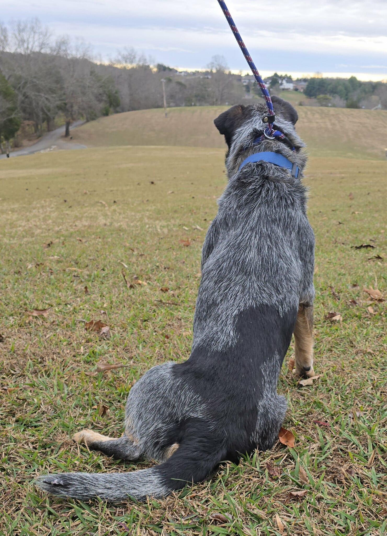 Enlarge Ralphie, a Adoptable mixed breed in Newport, TN image 3/6
