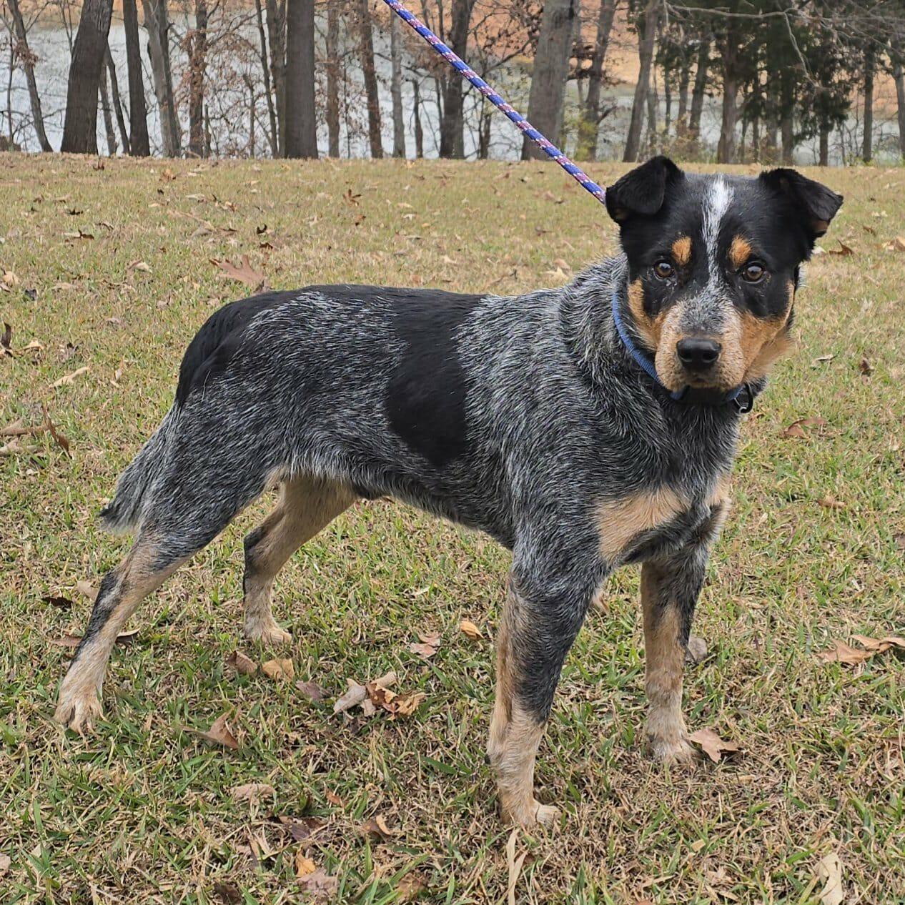 Enlarge Ralphie, a Adoptable mixed breed in Newport, TN image 4/6