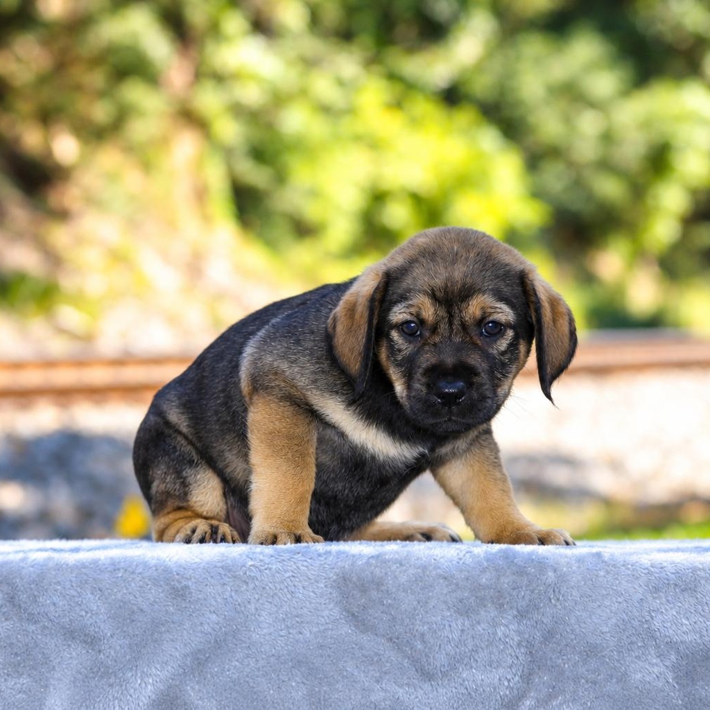 Enlarge Effie, a Adoptable mixed breed in Brattleboro, VT image 3/3