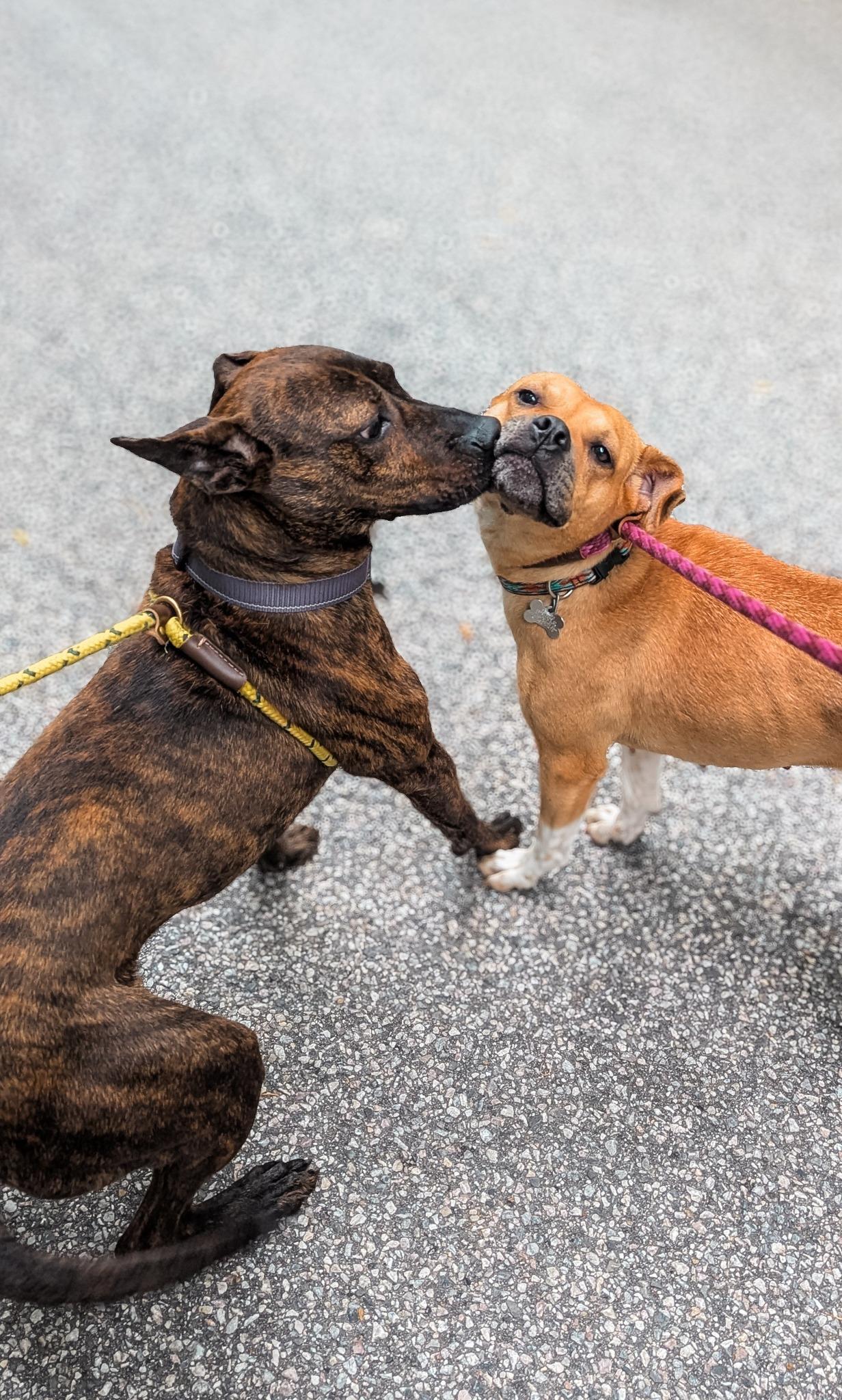 Maverick, a Adoptable mixed breed in Phoenix, MD image 3/4