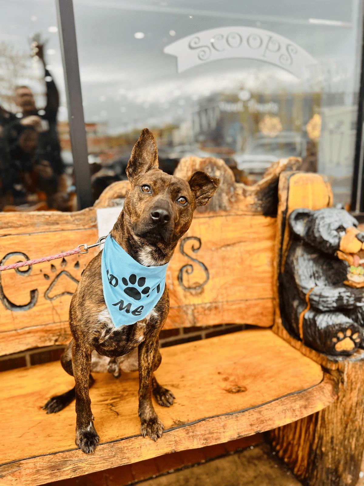 Maverick, a Adoptable mixed breed in Phoenix, MD image 4/4