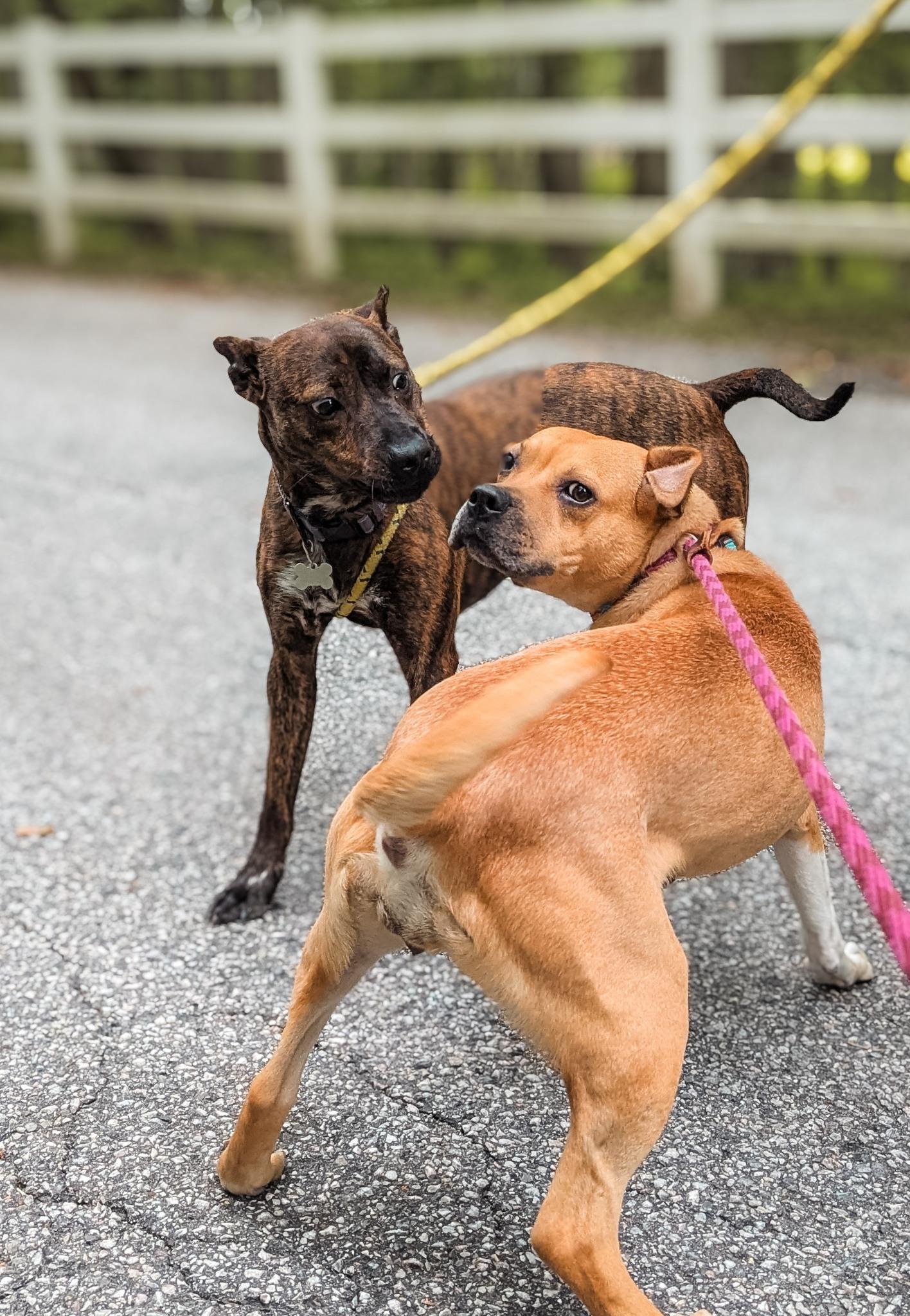 Maverick, a Adoptable mixed breed in Phoenix, MD image 2/4