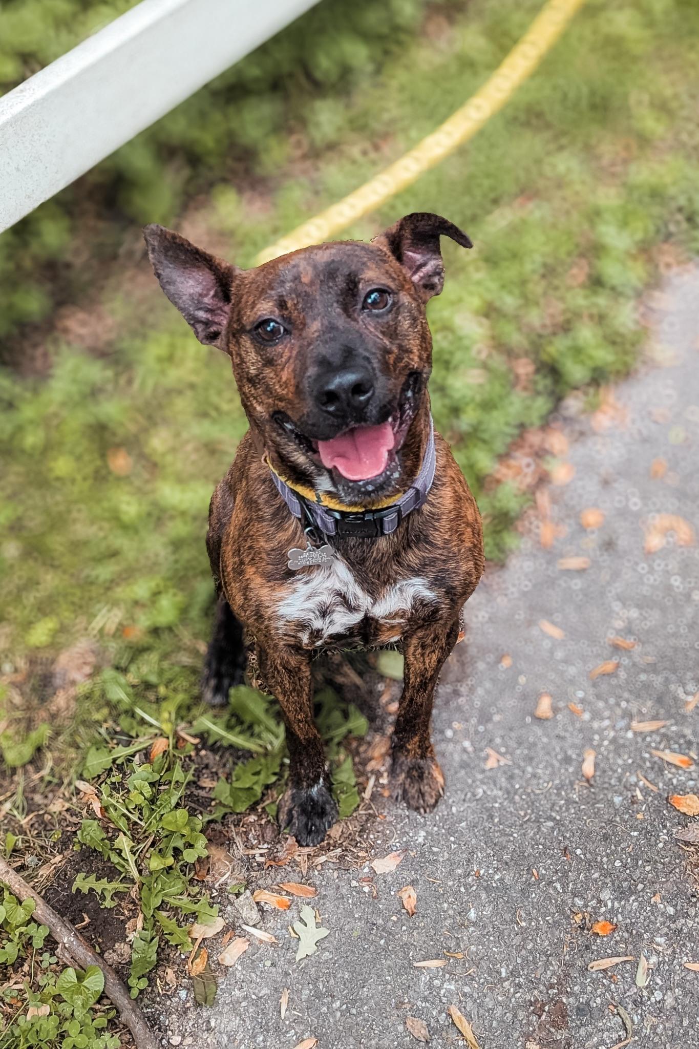 Maverick, Adoptable, Adult Male Pit Bull Terrier.