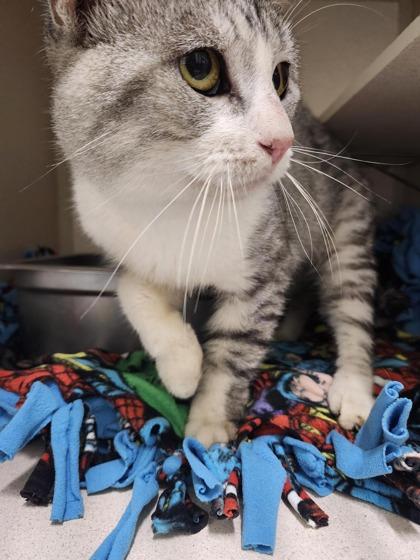 Barcode, Adoptable, Adult Male Domestic Short Hair & Domestic Short Hair.