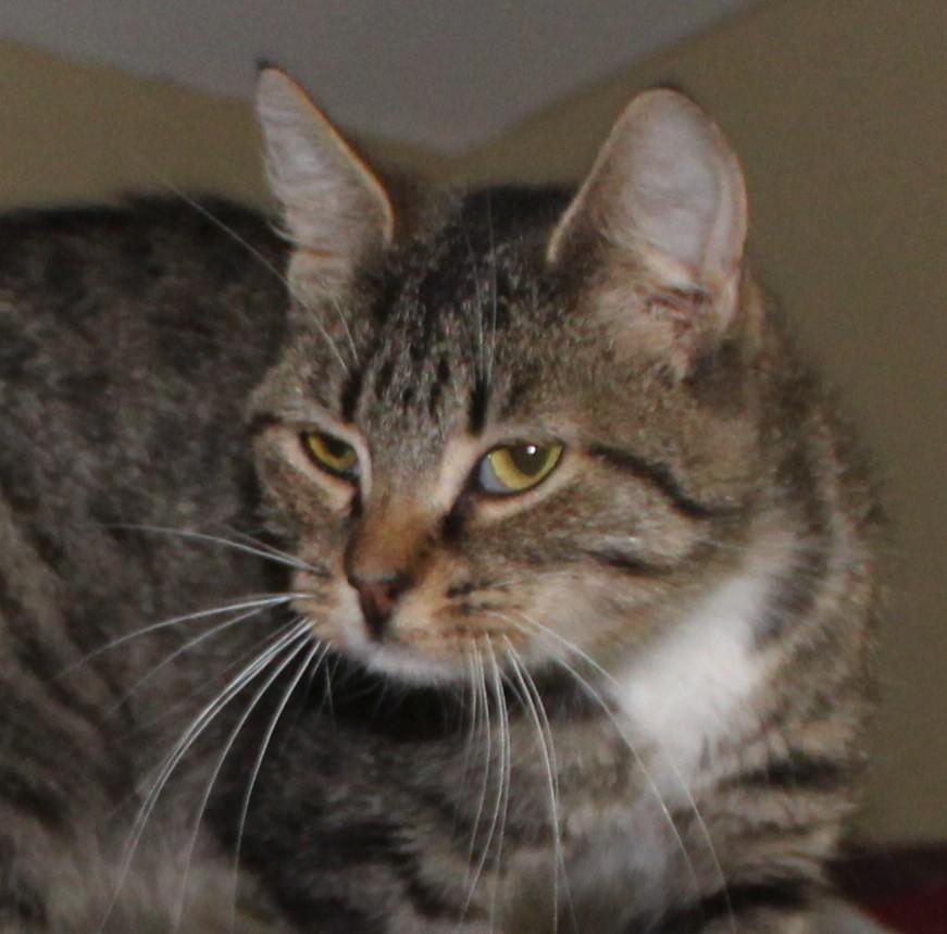 Flipper, a Adoptable mixed breed in Huron, SD image 1/5