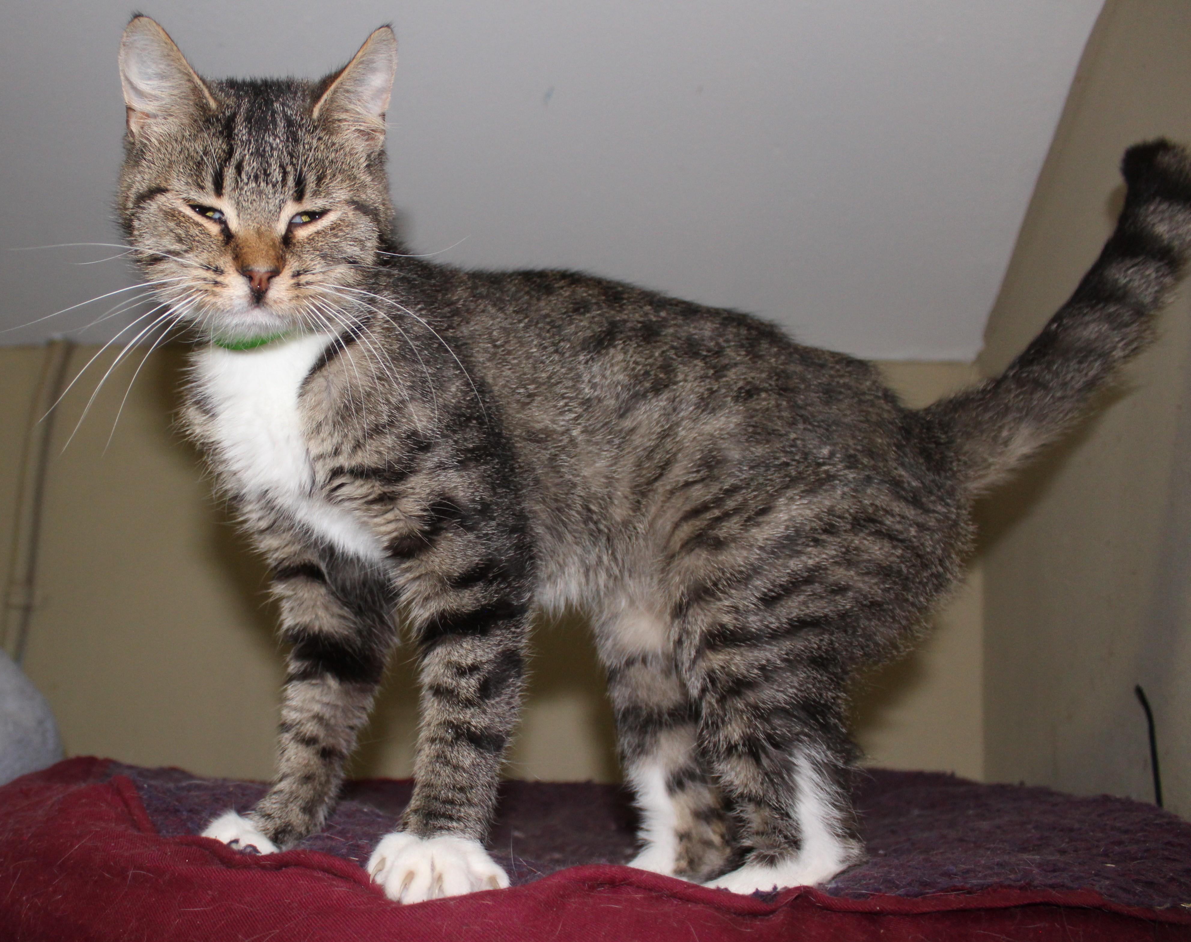 Flipper, a Adoptable mixed breed in Huron, SD image 2/5