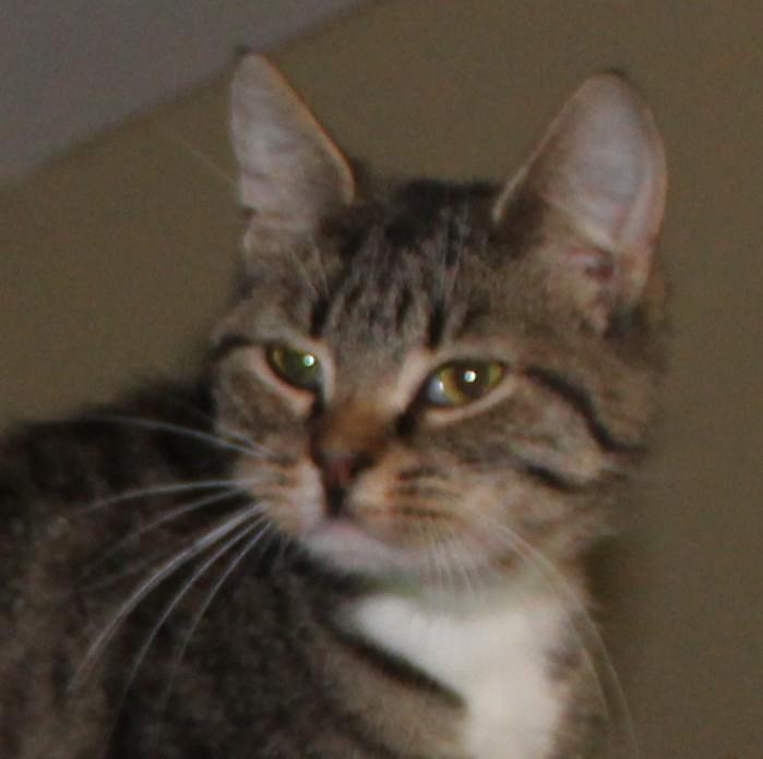 Flipper, a Adoptable mixed breed in Huron, SD image 3/5