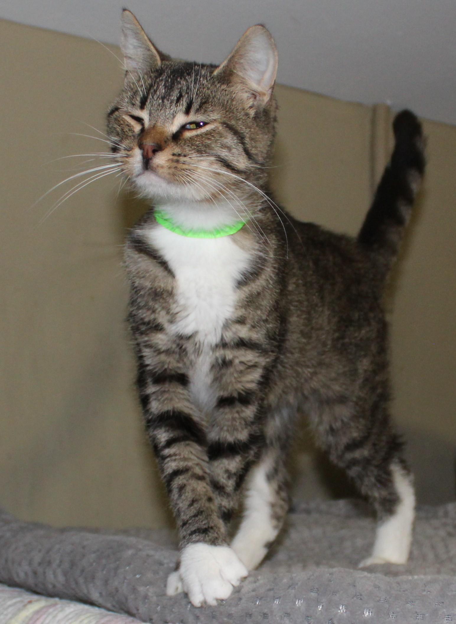 Flipper, a Adoptable mixed breed in Huron, SD image 4/5