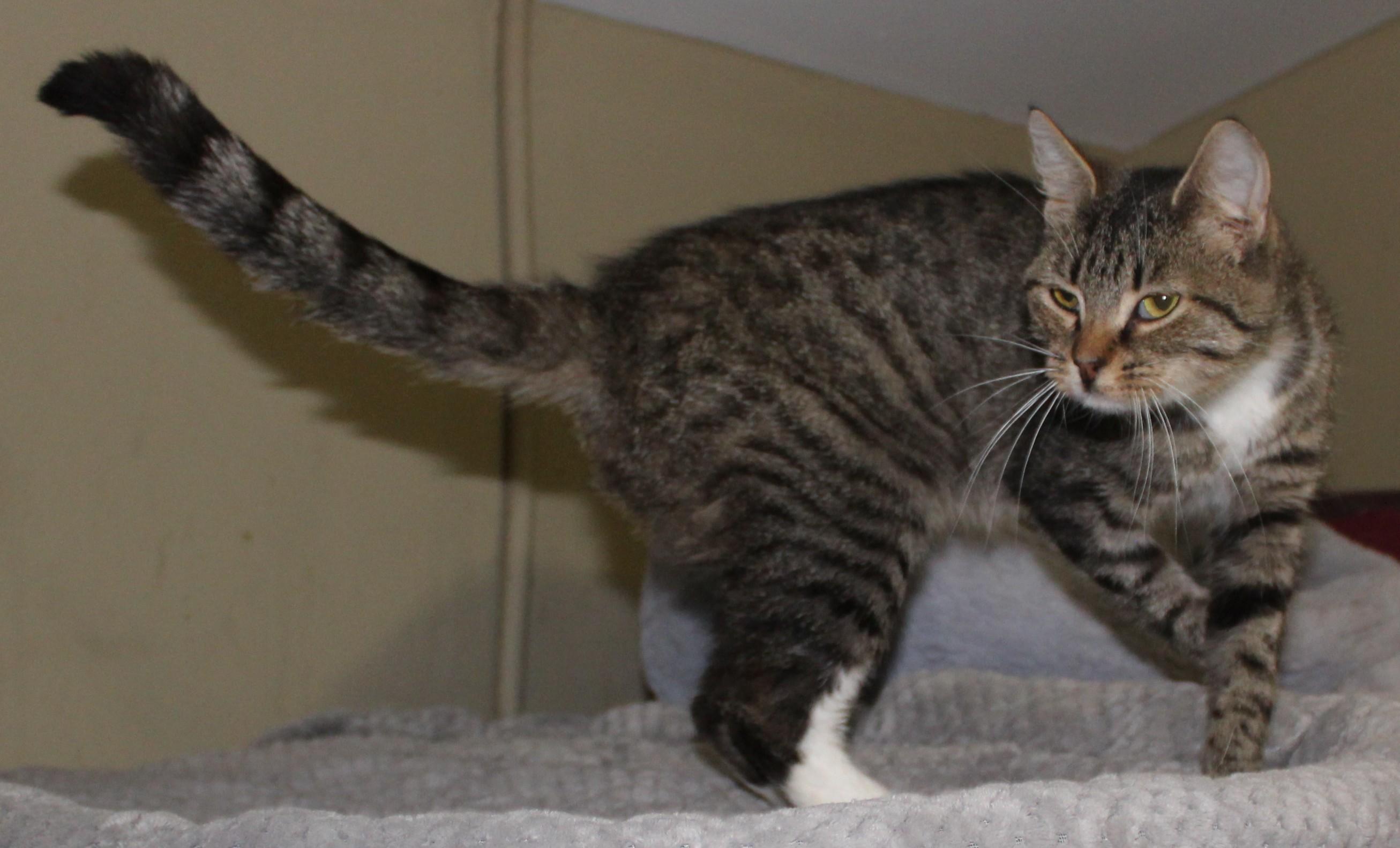 Flipper, a Adoptable mixed breed in Huron, SD image 5/5