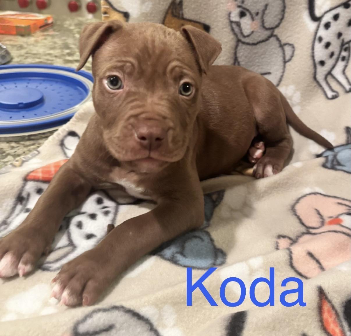 Koda, adoptable, Puppy Male Pit Bull Terrier.