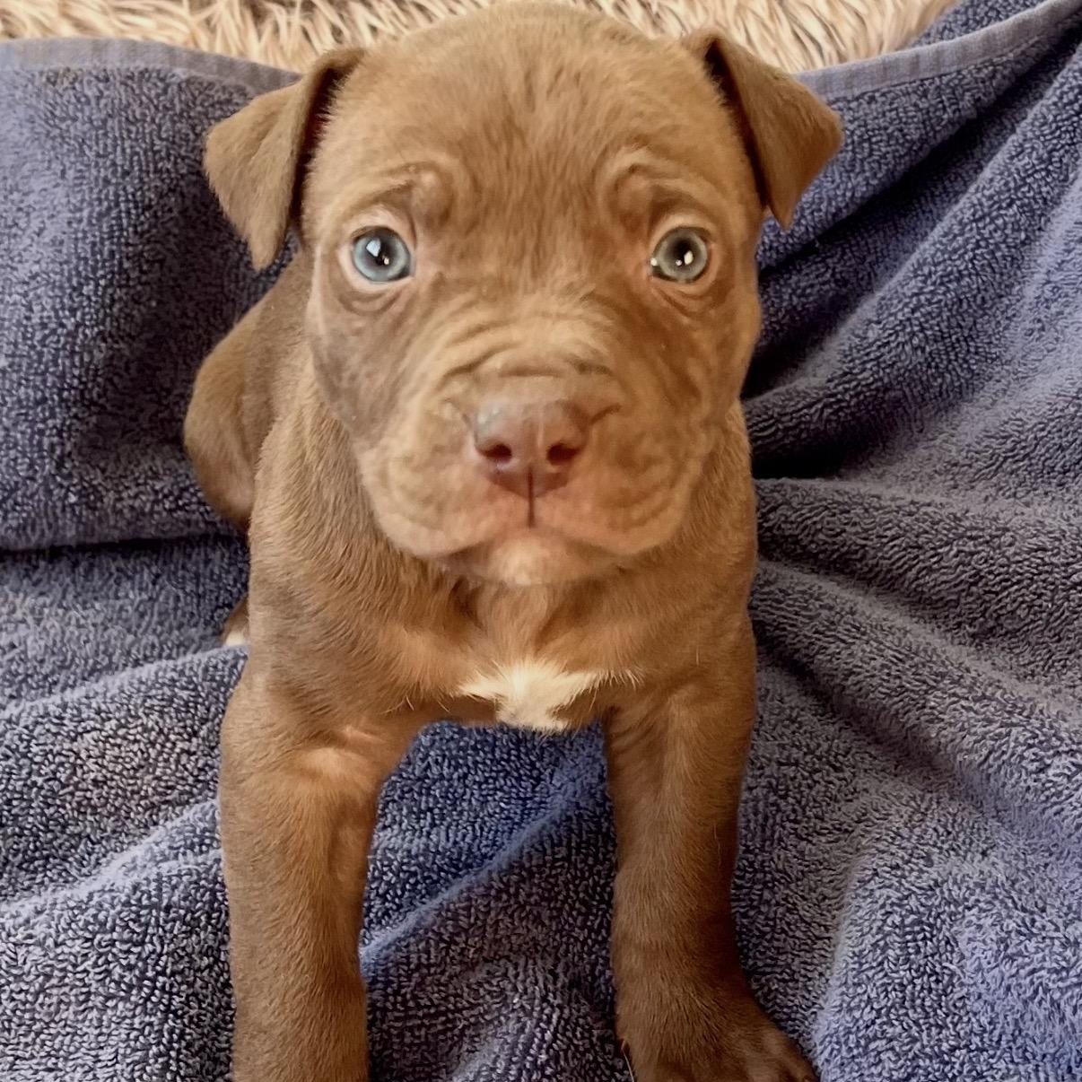 Enlarge Koda, an adoptable mixed breed in Hamilton , NJ image 1/1