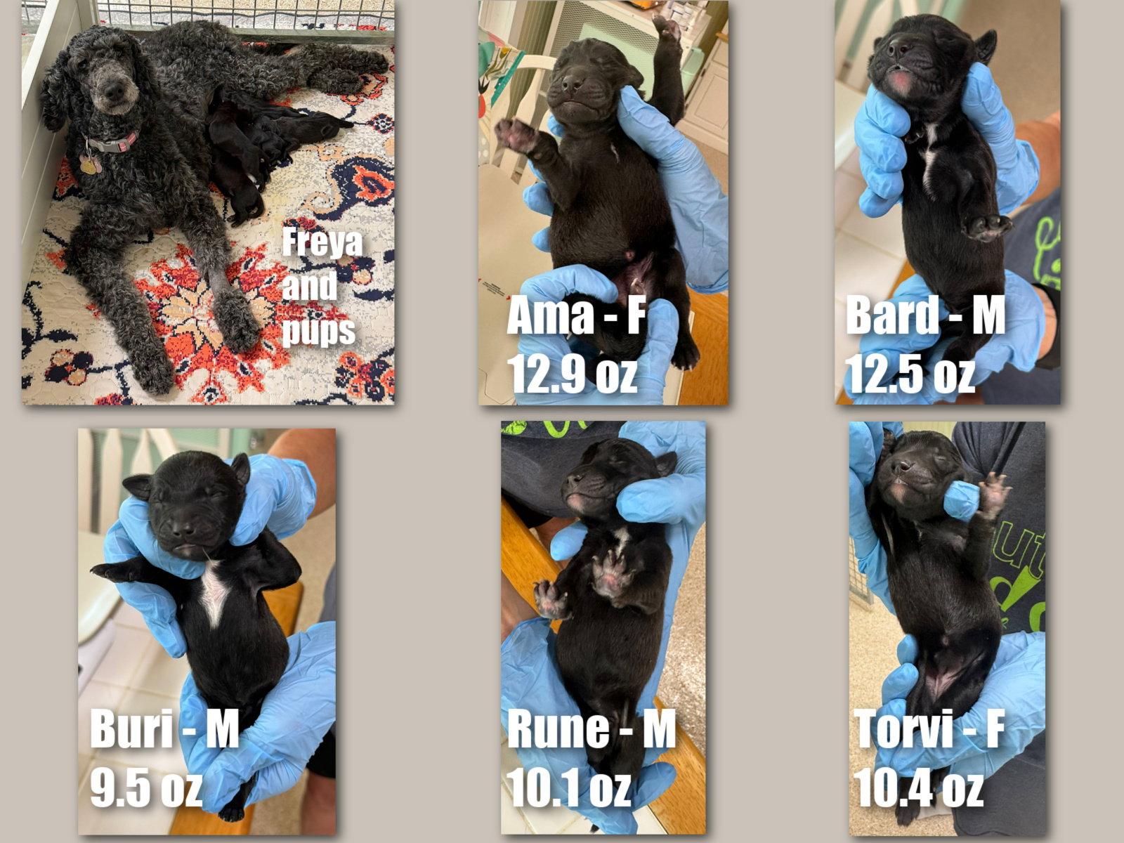 Freya's pups (NOT YET AVAILABLE), Adoptable, Puppy Female Standard Poodle.
