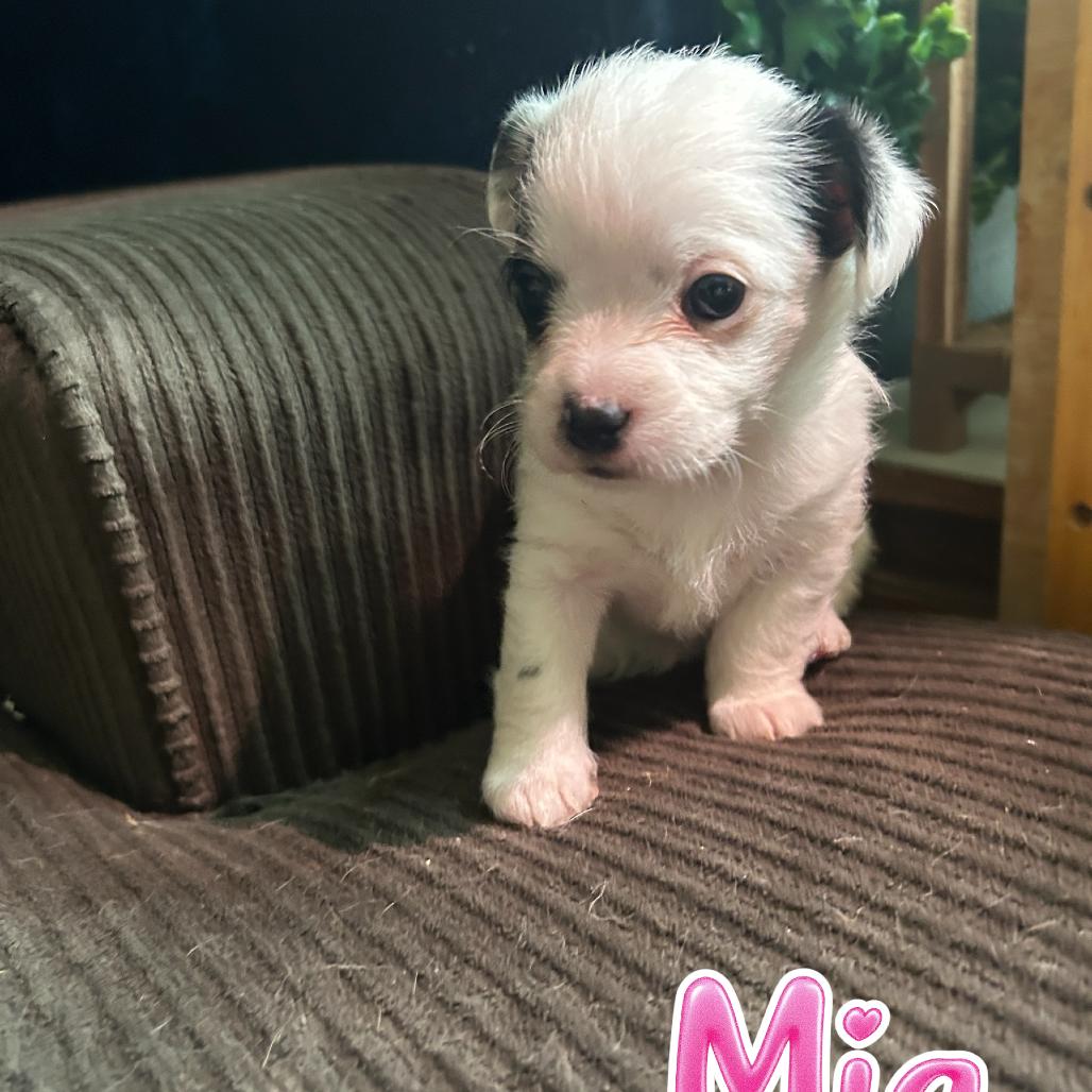 Enlarge Mia, a Adoptable mixed breed in Ferndale, WA image 2/2