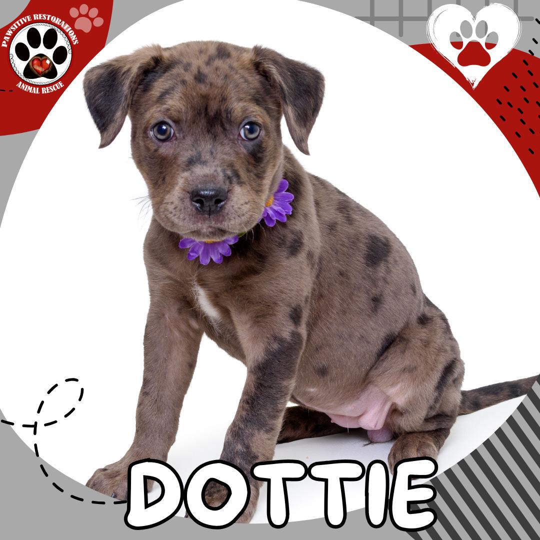 DOTTIE ❤️, ADOPTABLE, Puppy Female Catahoula Leopard Dog & Black Labrador Retriever.