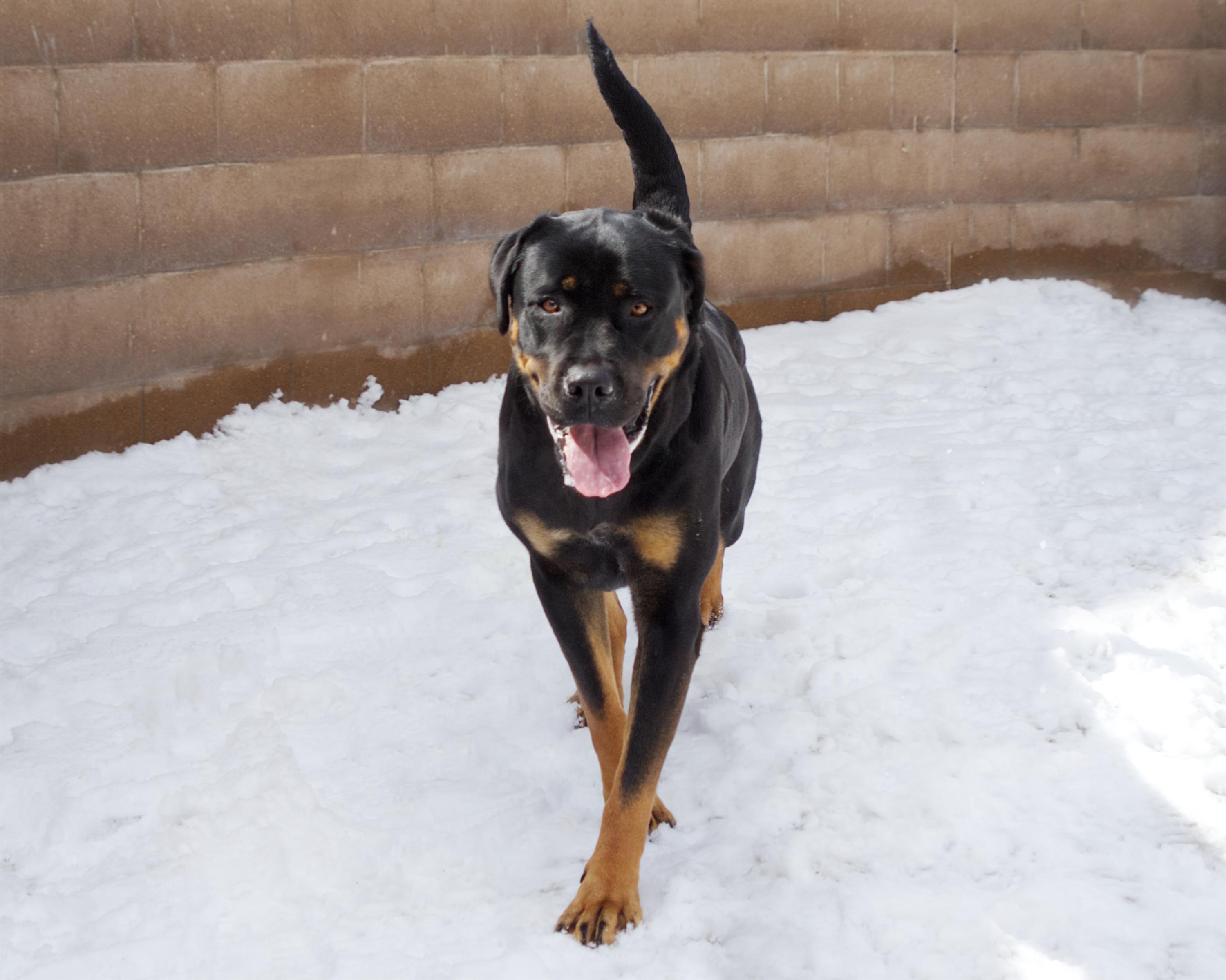 Enlarge Ripley, an adoptable mixed breed in Winnipeg, MB image 3/3