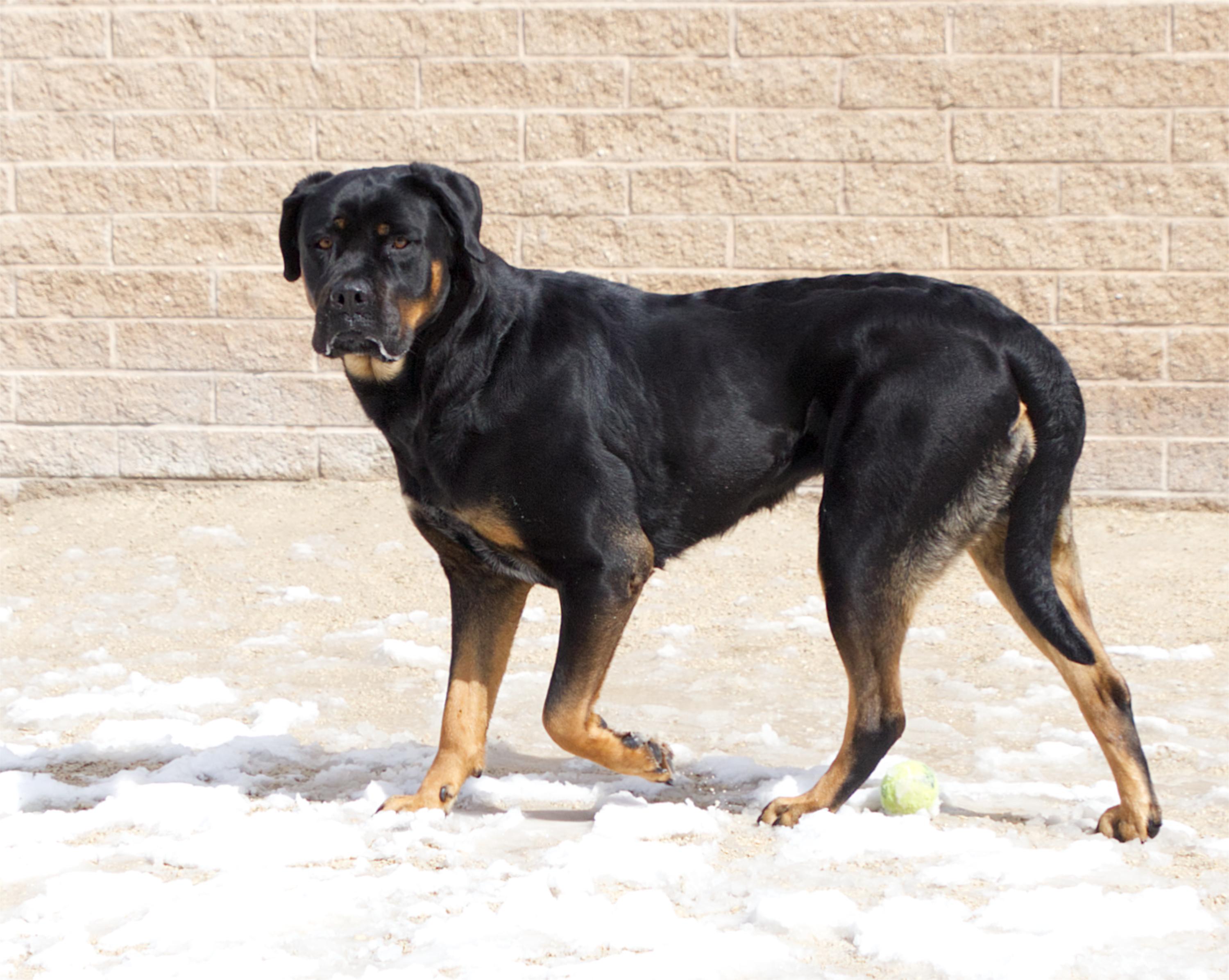 Enlarge Ripley, an adoptable mixed breed in Winnipeg, MB image 2/3