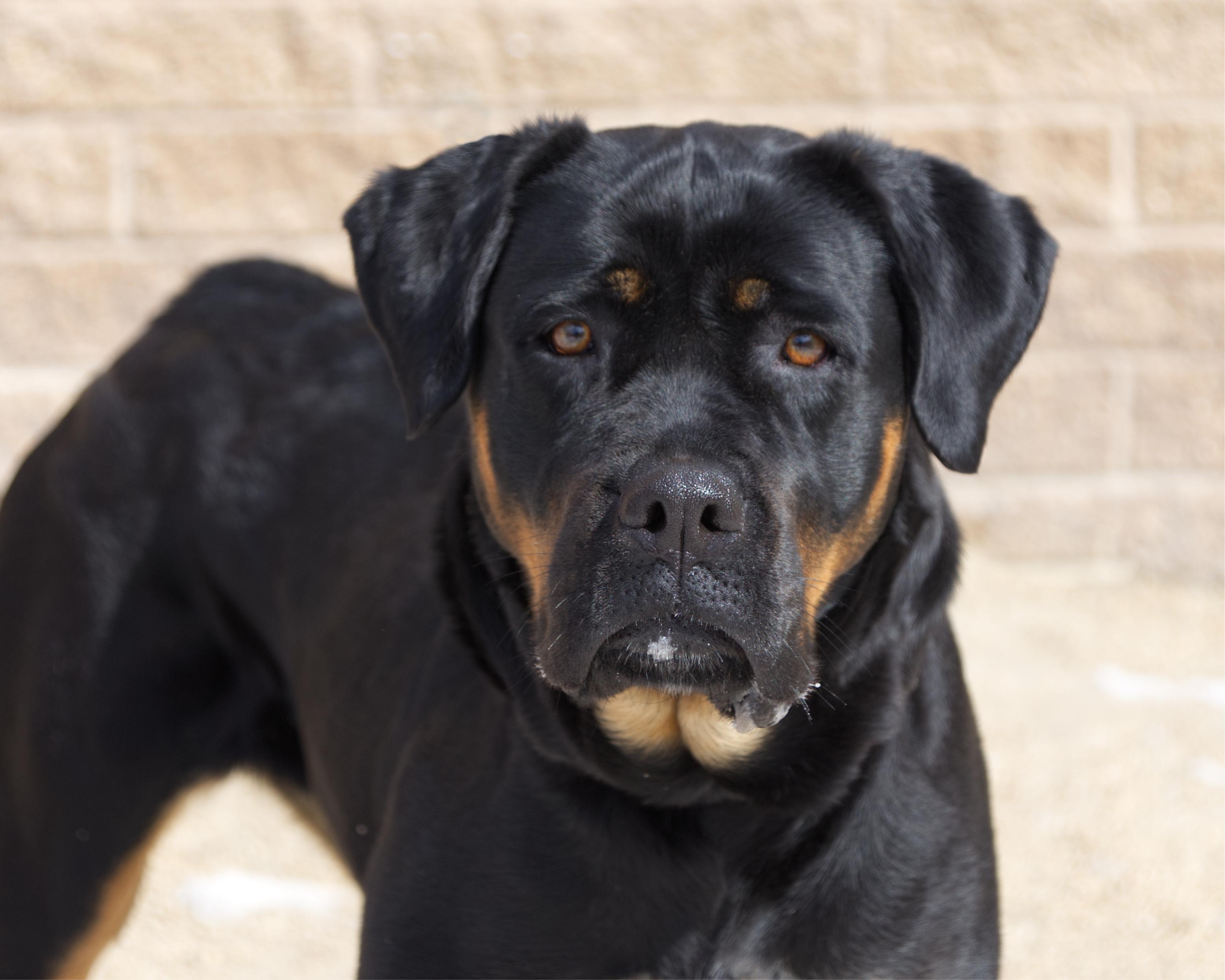Ripley, adoptable, Adult Female Rottweiler.