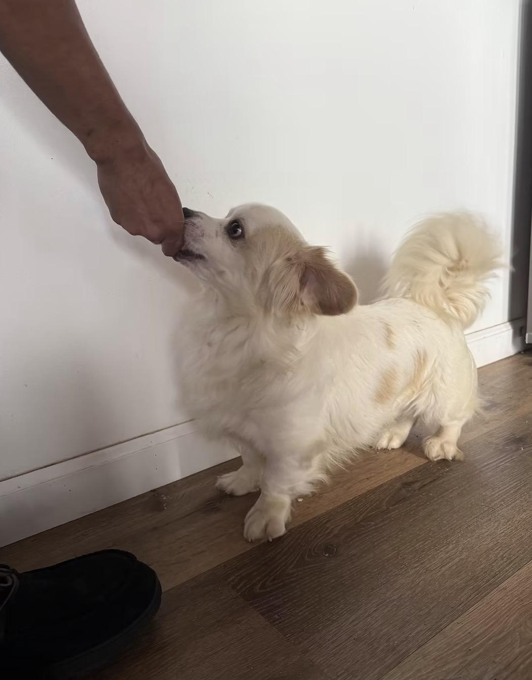 Enlarge Bluey, a ADOPTABLE mixed breed in Chula Vista, CA image 5/6