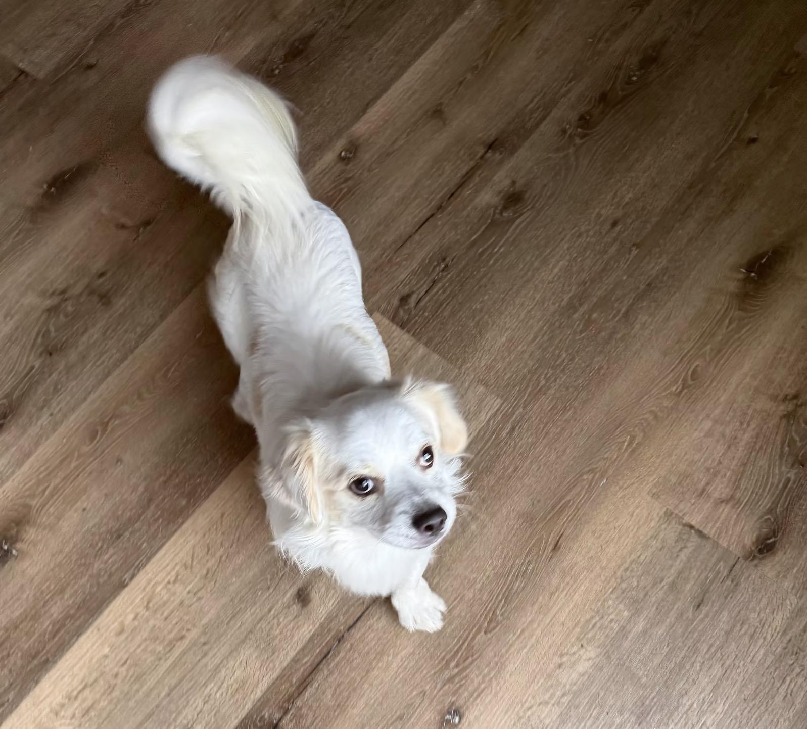 Enlarge Bluey, a ADOPTABLE mixed breed in Chula Vista, CA image 6/6