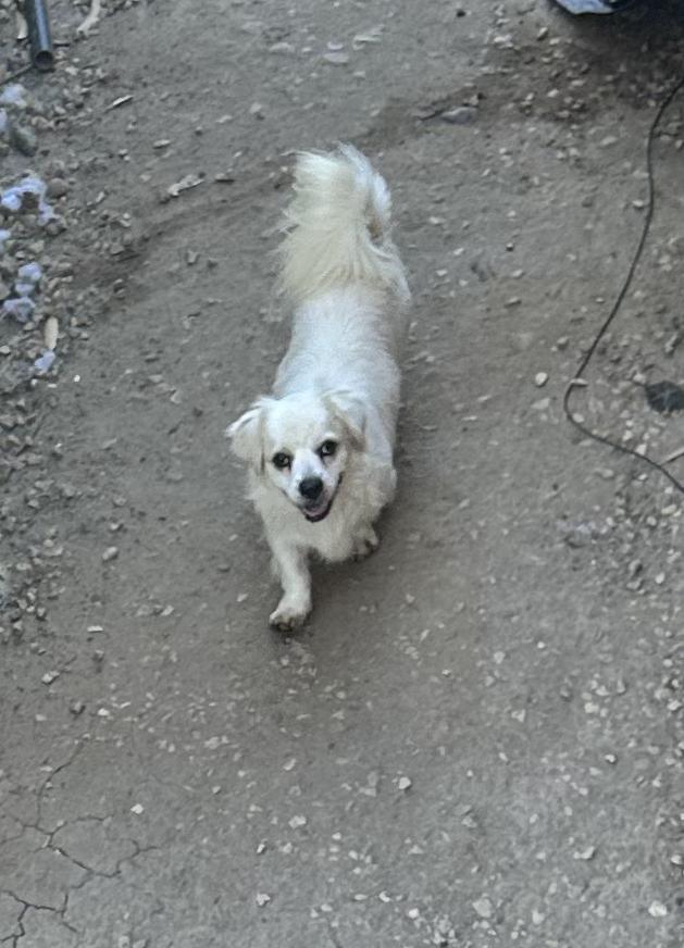 Bluey, ADOPTABLE, Adult Male Pekingese & Chihuahua.