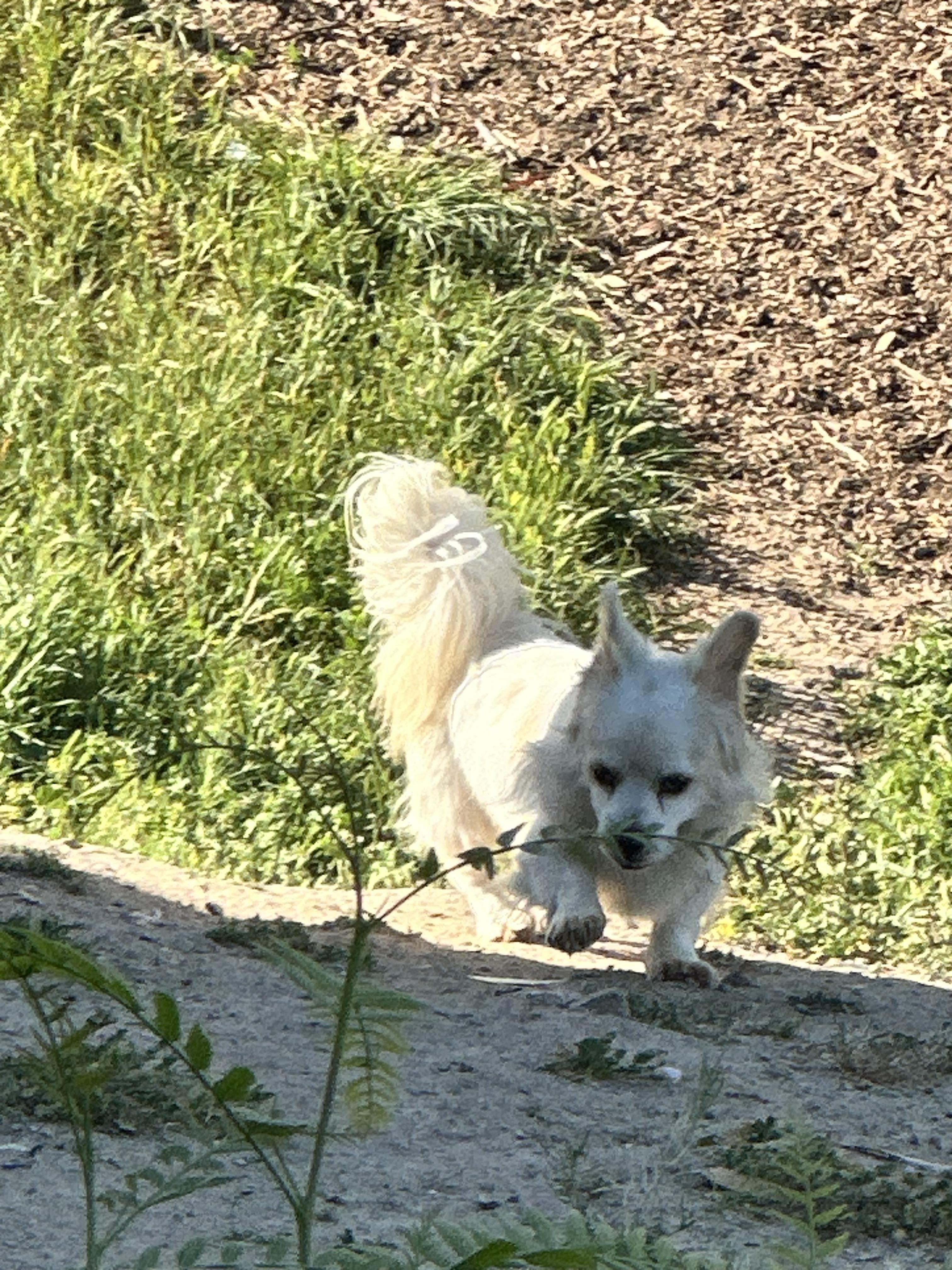 Enlarge Bluey, a ADOPTABLE mixed breed in Chula Vista, CA image 3/6