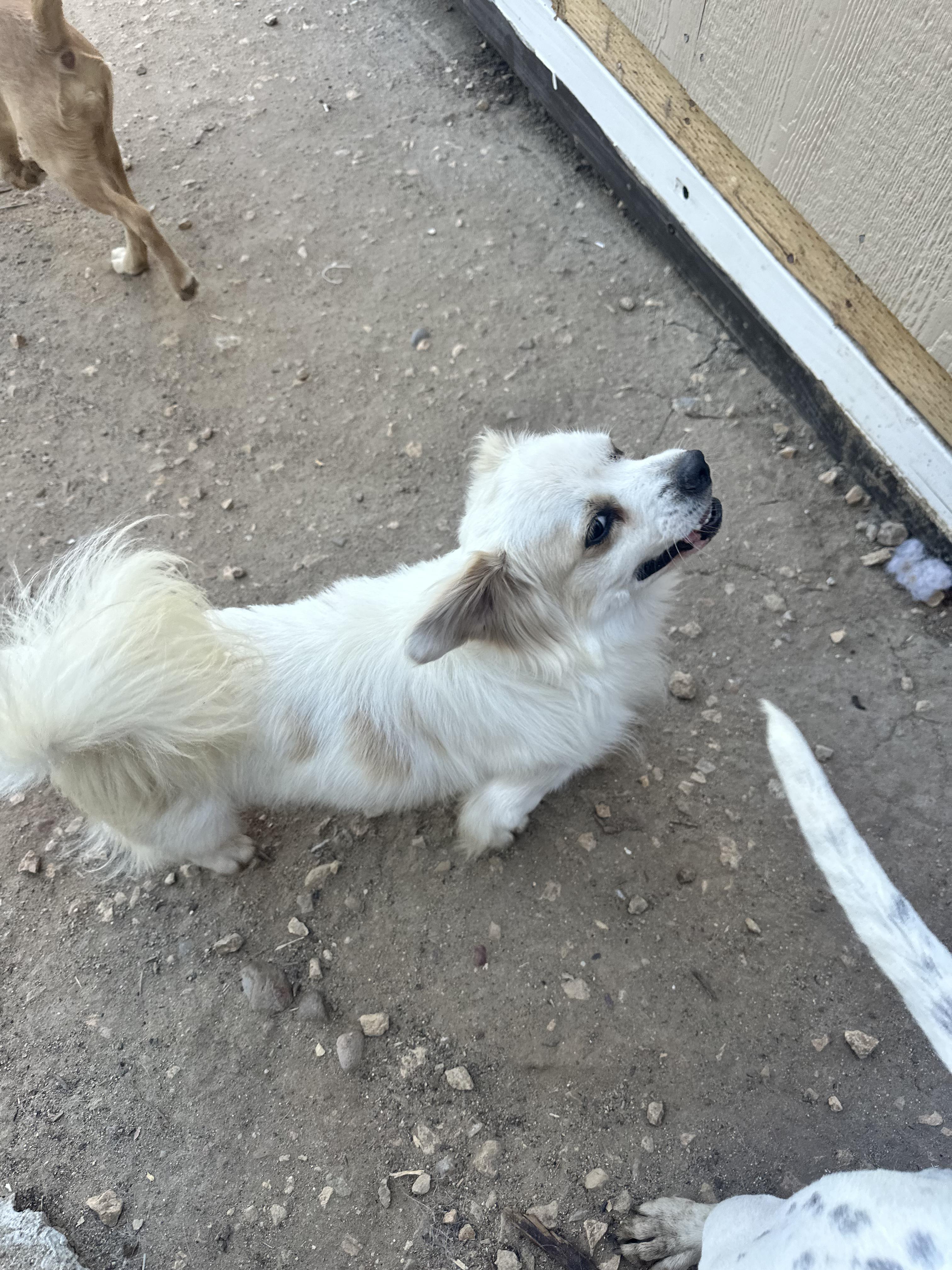 Bluey, Adopted, Adult Male Pekingese & Chihuahua.