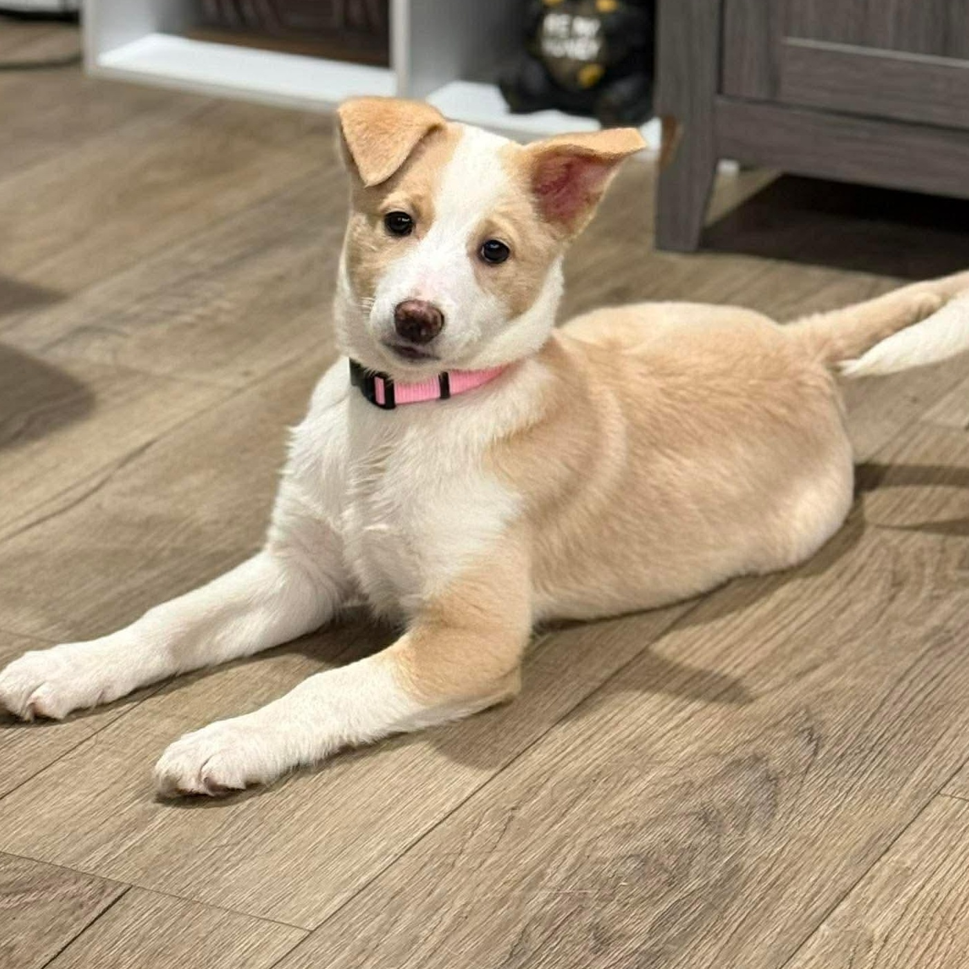 Enlarge Snickers, an adopted mixed breed in Rochester, NY image 3/5