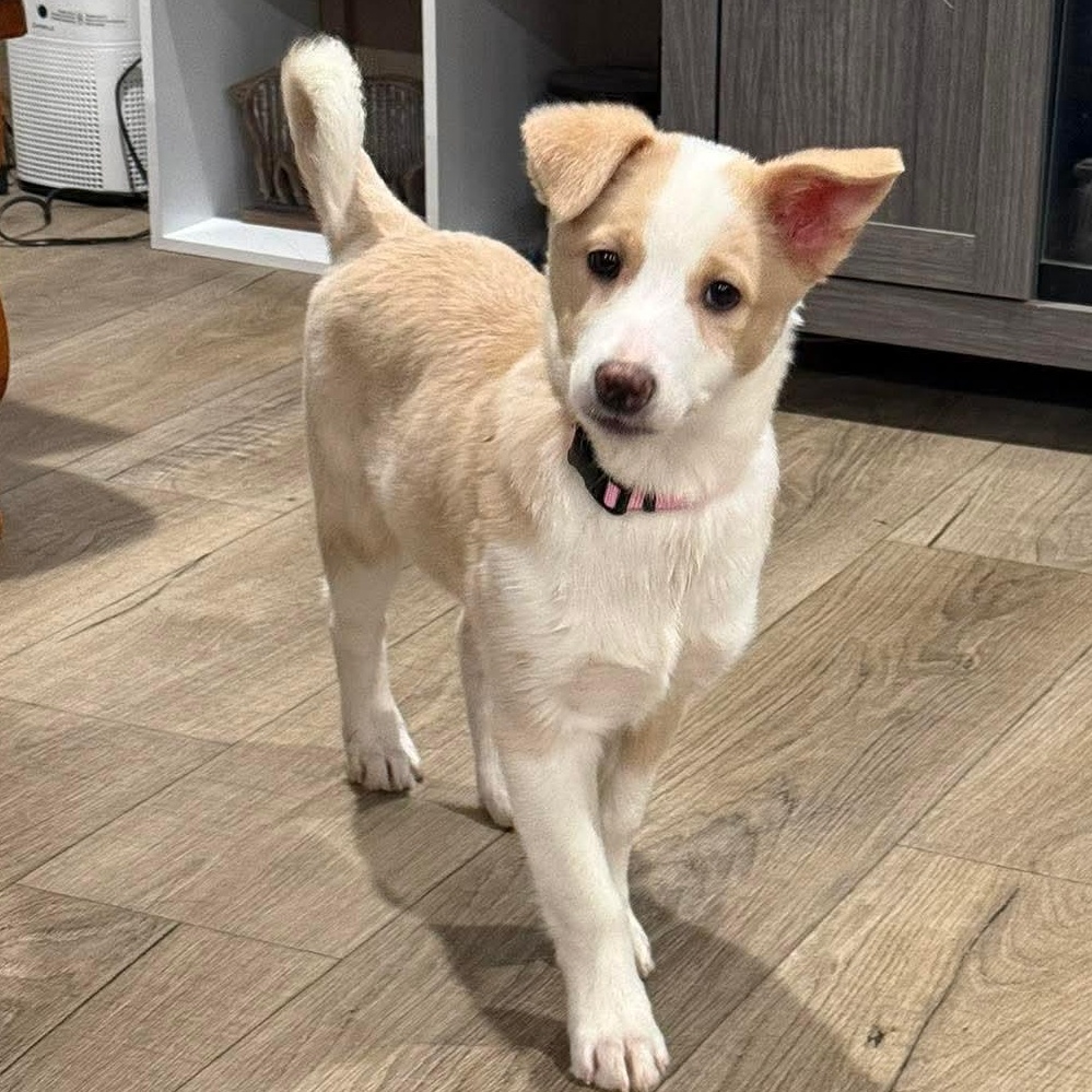 Enlarge Snickers, an adopted mixed breed in Rochester, NY image 4/5