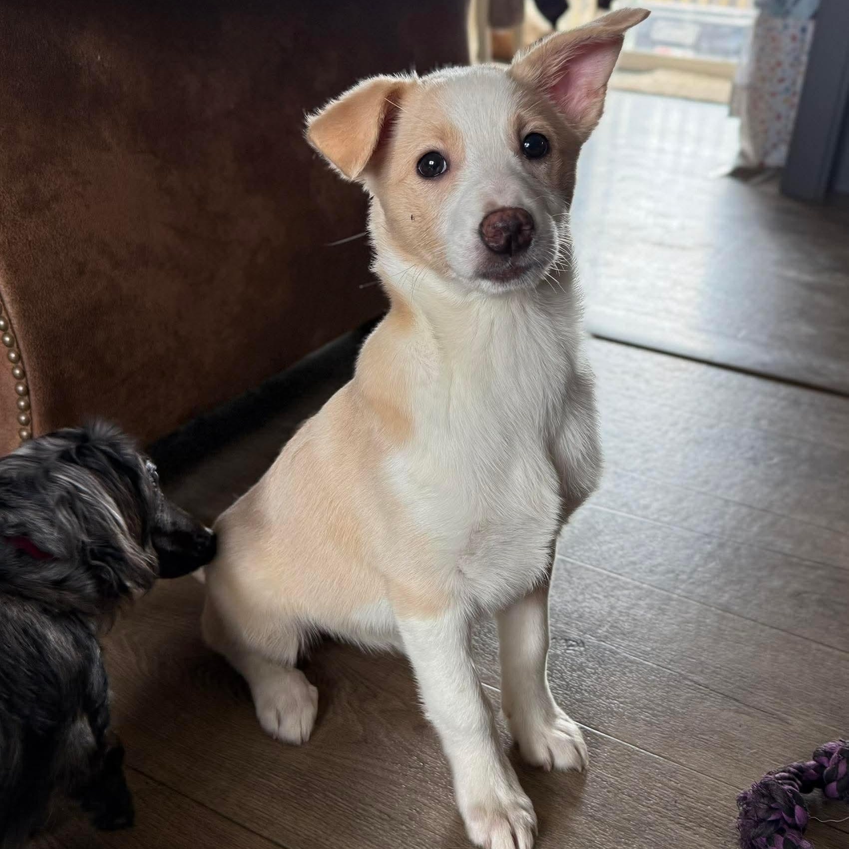 Enlarge Snickers, an adopted mixed breed in Rochester, NY image 2/5