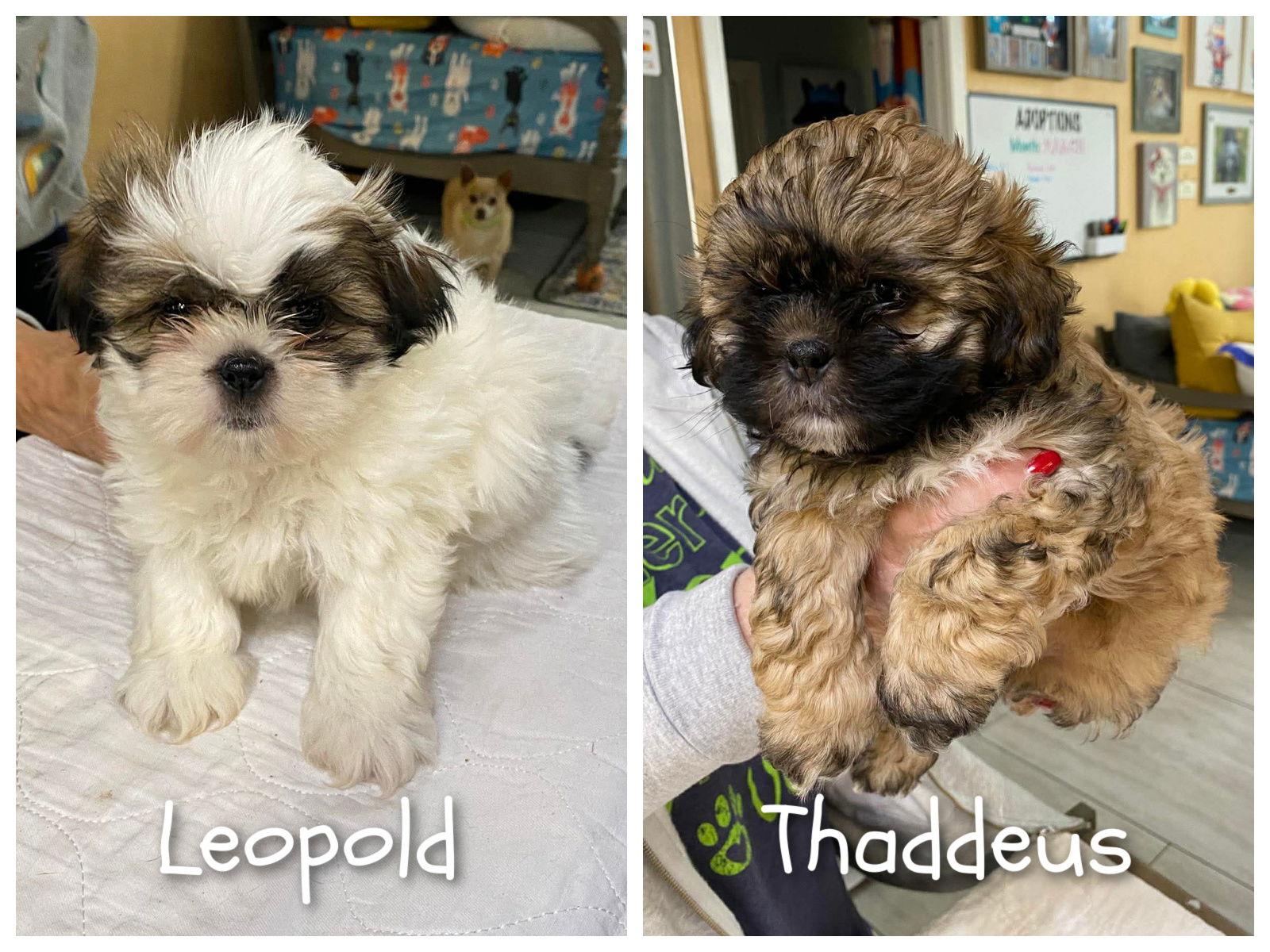 Thaddeus and Leopold (NOT YET AVAIL), Adoptable, Puppy Male Shih Tzu.