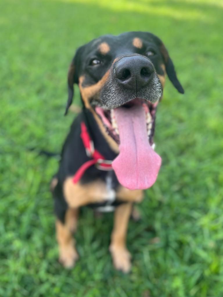 Tandy, Adoptable, Adult Male Hound & Mixed Breed.