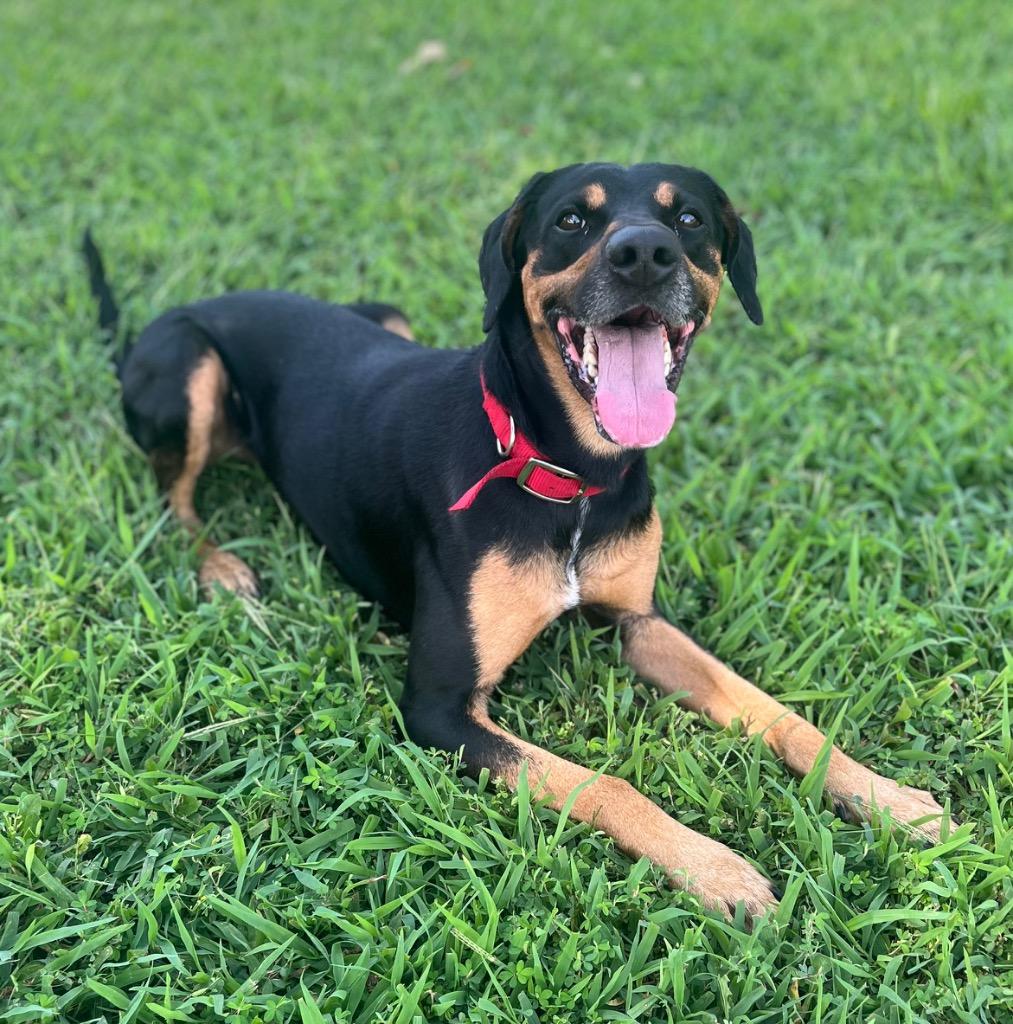 Tandy, Adoptable, Adult Male Hound & Mixed Breed.