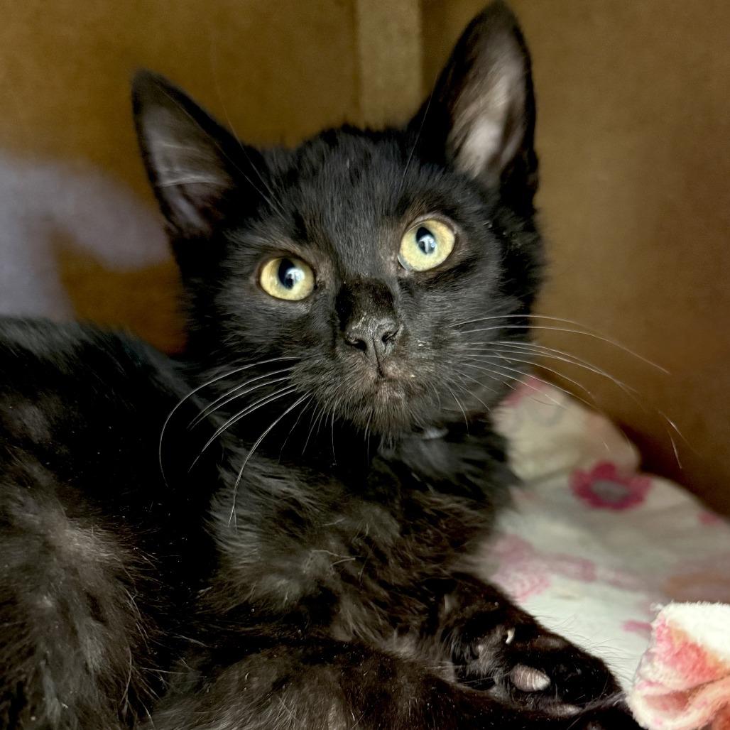 Enlarge Anchovy, a Adoptable Domestic Short Hair in Marshall, VA image 1/5