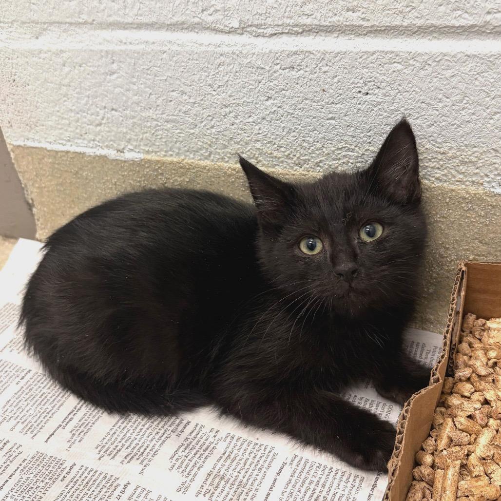 Enlarge Anchovy, a Adoptable Domestic Short Hair in Marshall, VA image 2/5