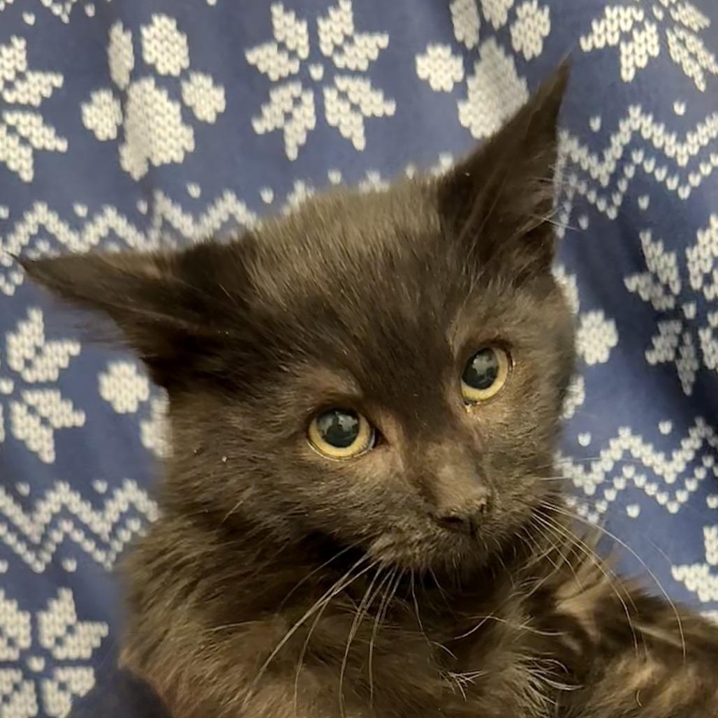 Enlarge Anchovy, a Adoptable Domestic Short Hair in Marshall, VA image 3/5