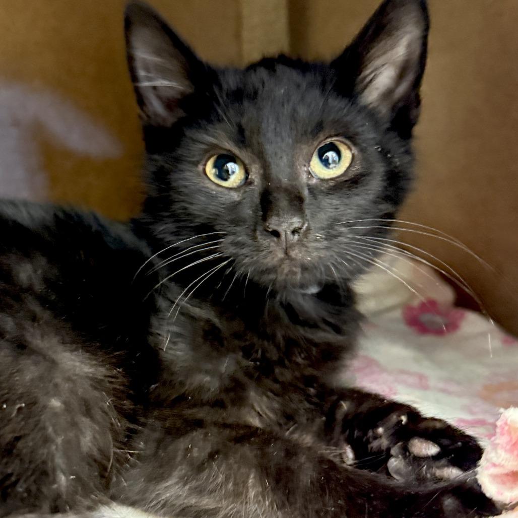 Enlarge Anchovy, a Adoptable Domestic Short Hair in Marshall, VA image 4/5